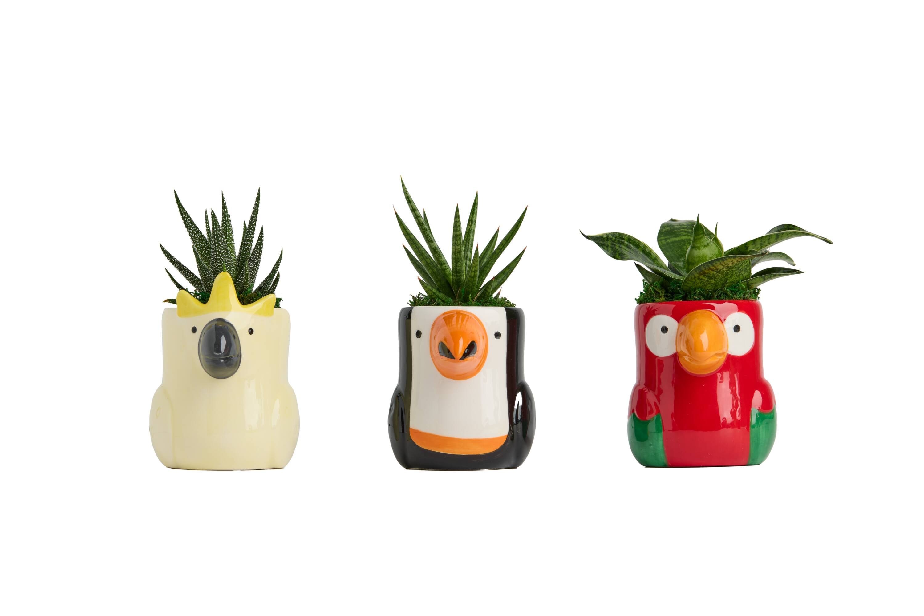 LiveTrends JUNGBOO 1 -Pack Jungle Boogie - Assorted Succulents in 6 Centimeter(s) Pot