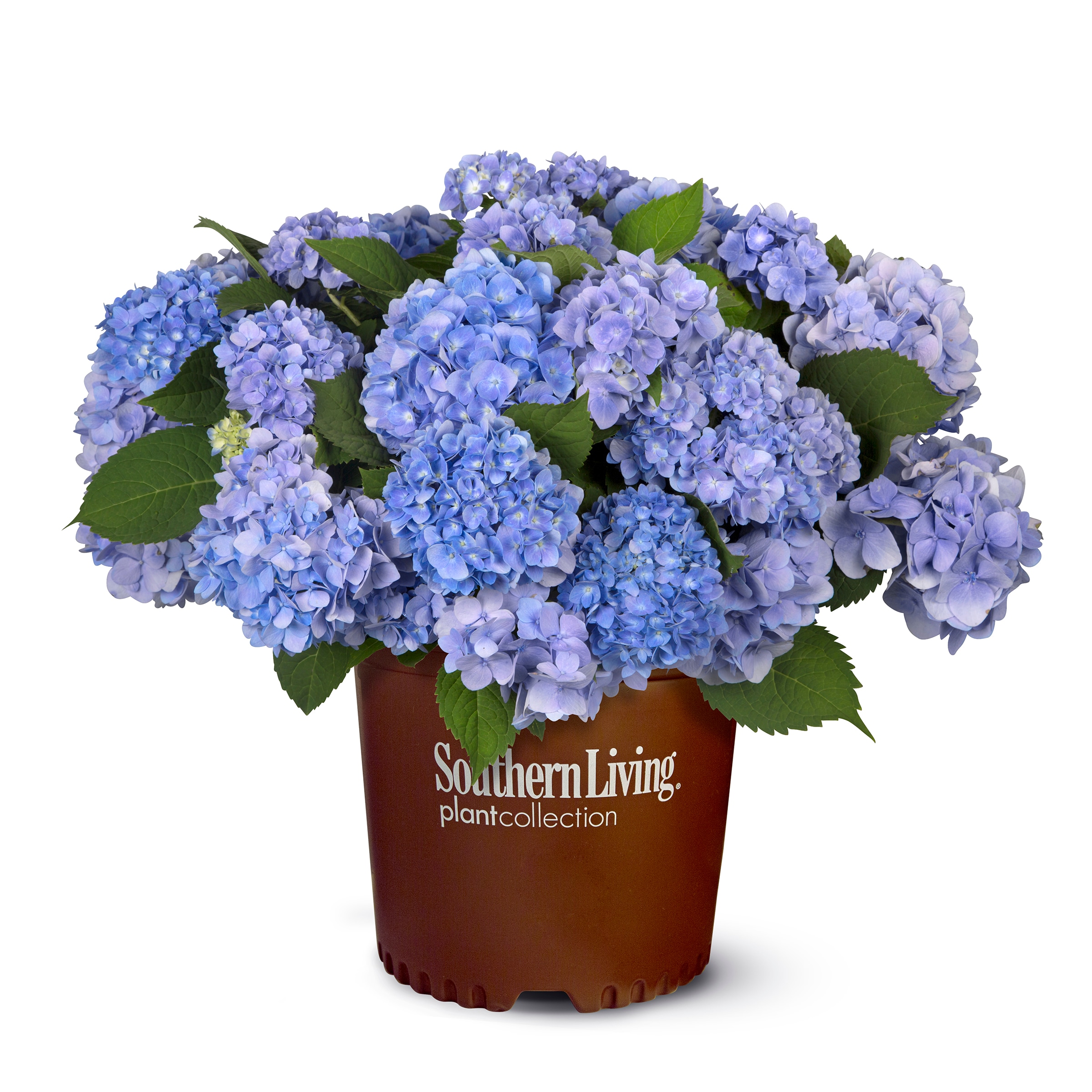 Lowe's Multicolor Dear Dolores Hydrangea Flowering Shrub in 2-Gallon ...