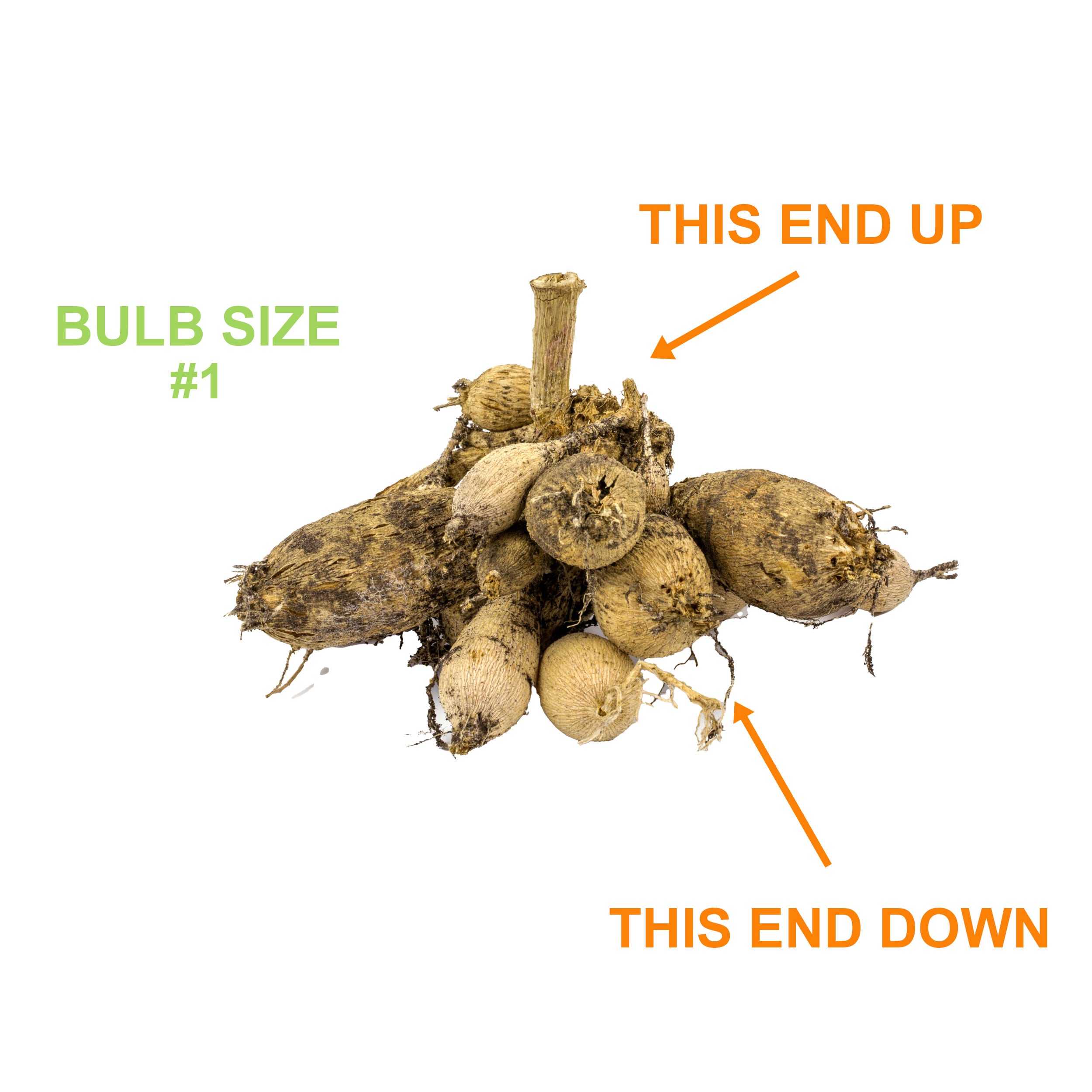 Garden State Bulb ECS-67-08-02 Plant-Bulbs - View #4