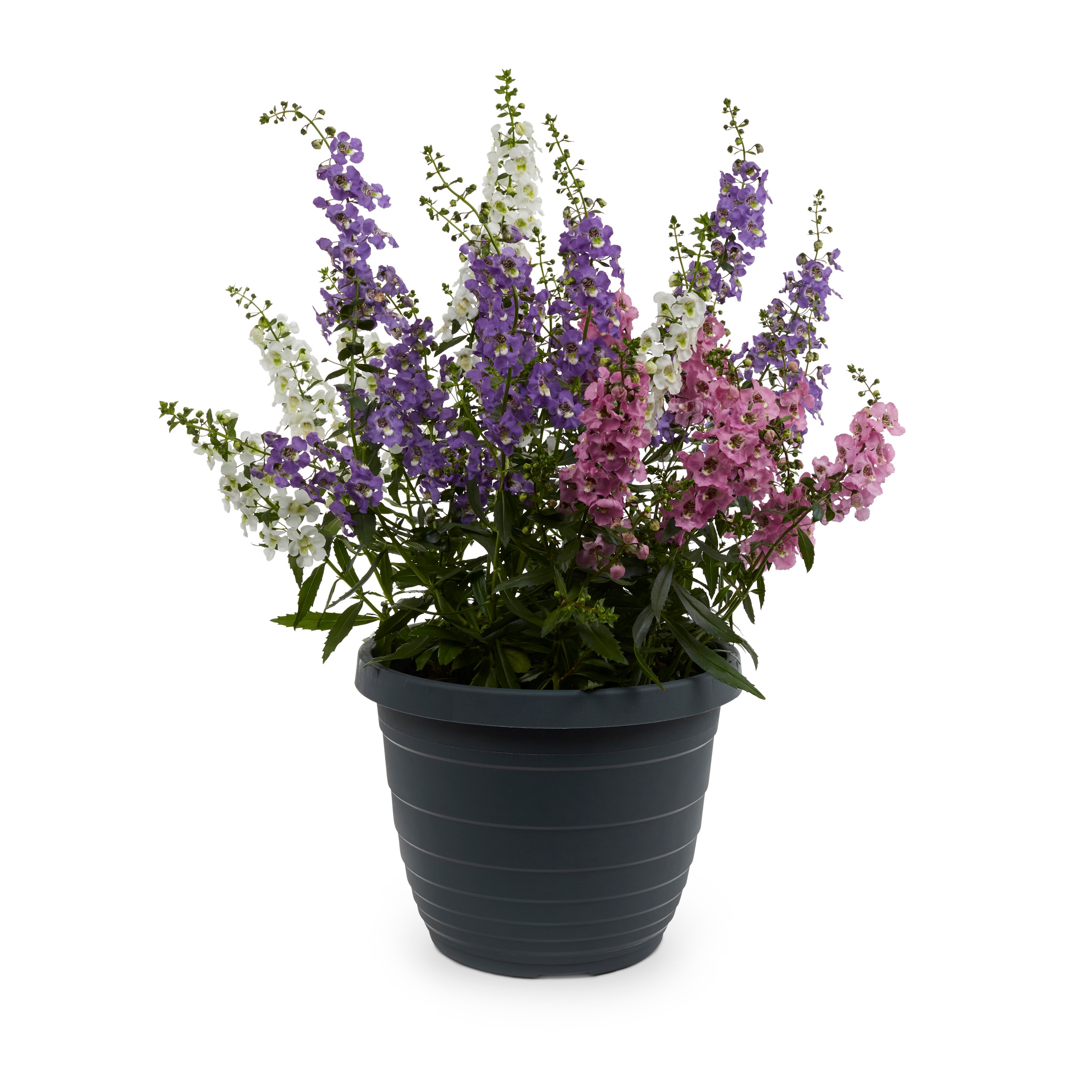 Lowe's Multicolor Angelonia in 1.75-Gallons Pot in the Annuals ...