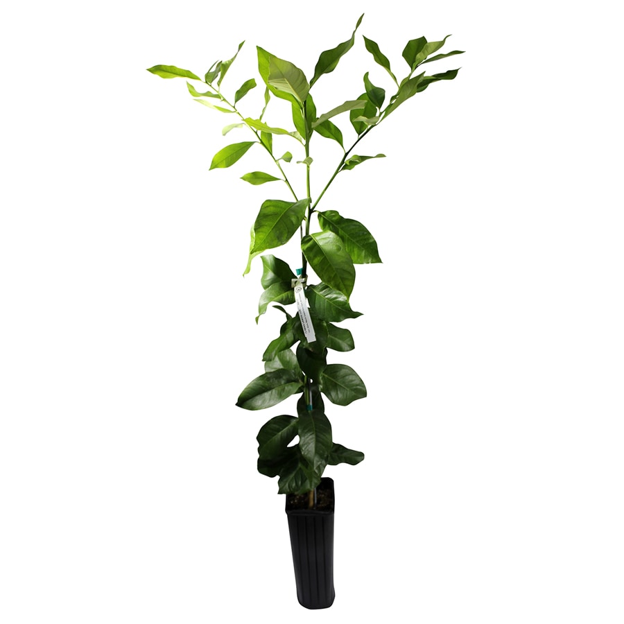 GrowScripts GSC-LMN-4CPT Lemon Plant Pot