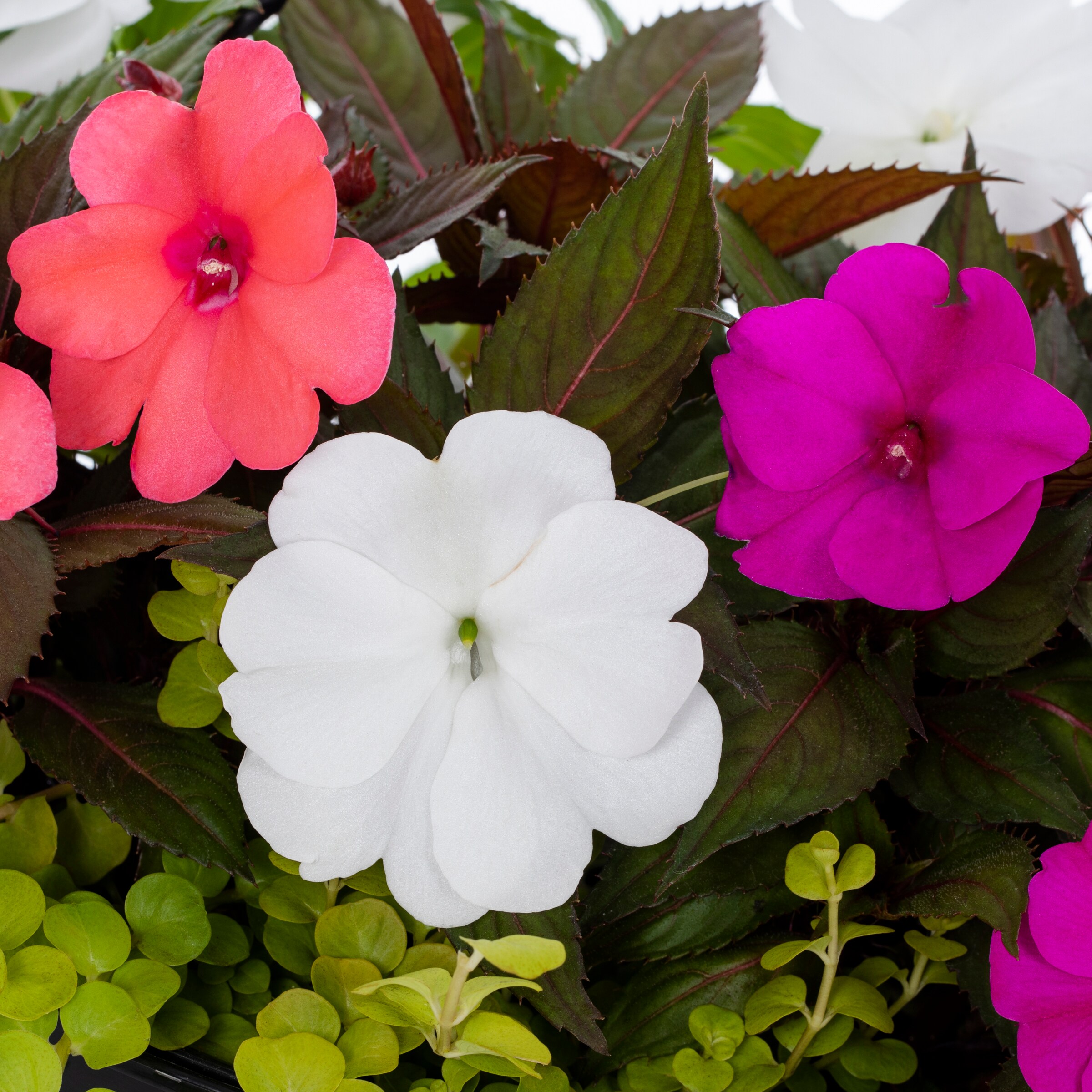 Lowe's NURSERY annuals - View #2