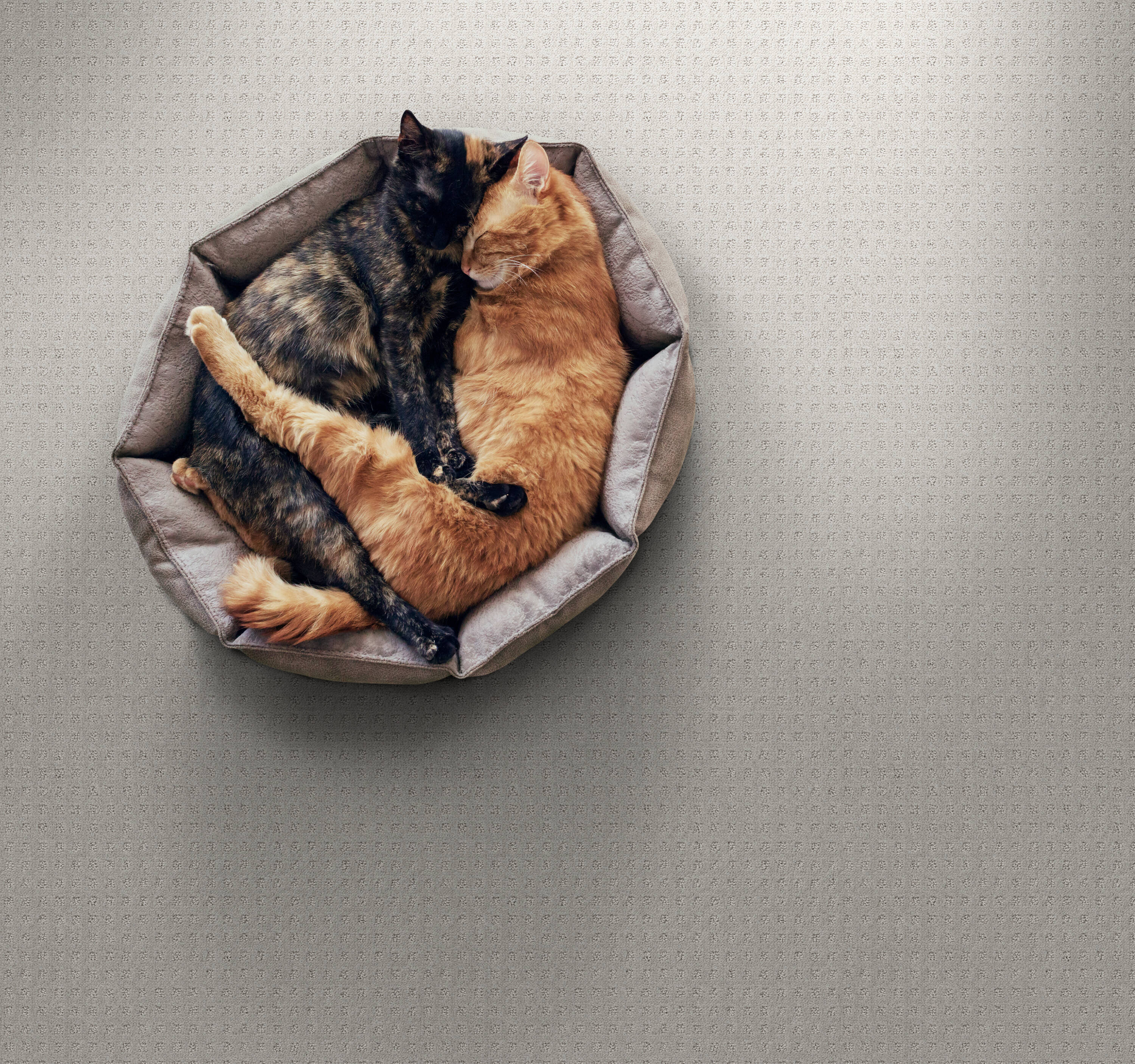 STAINMASTER PetProtect 7L898 - 541 - SAMP Carpet-Samples - View #3