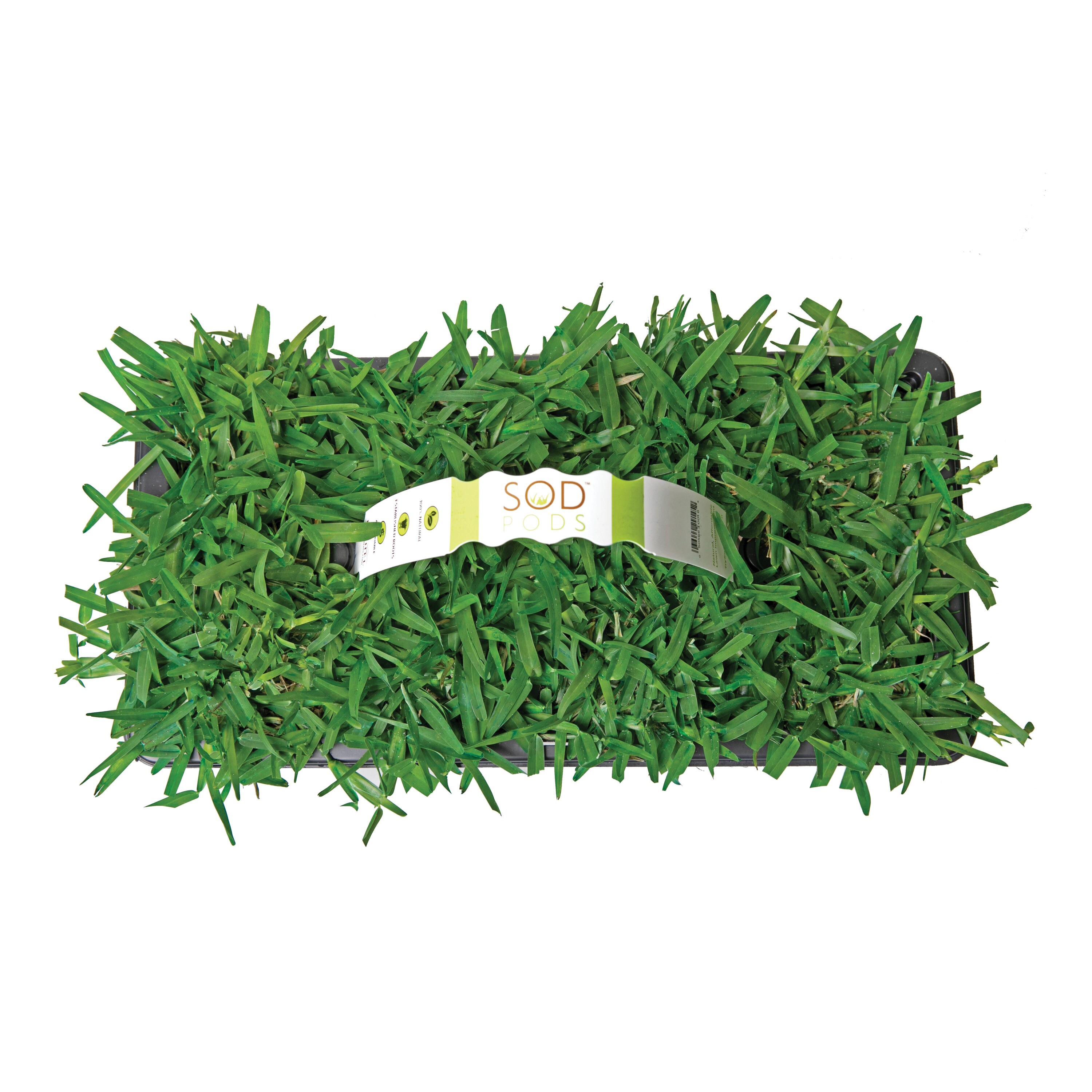 Bethel Farms 144-sq ft Natural St. Augustine Grass Sod Plug Lawn Repair SodPod ( Individual Piece Dimensions: 3-in x 3-in )