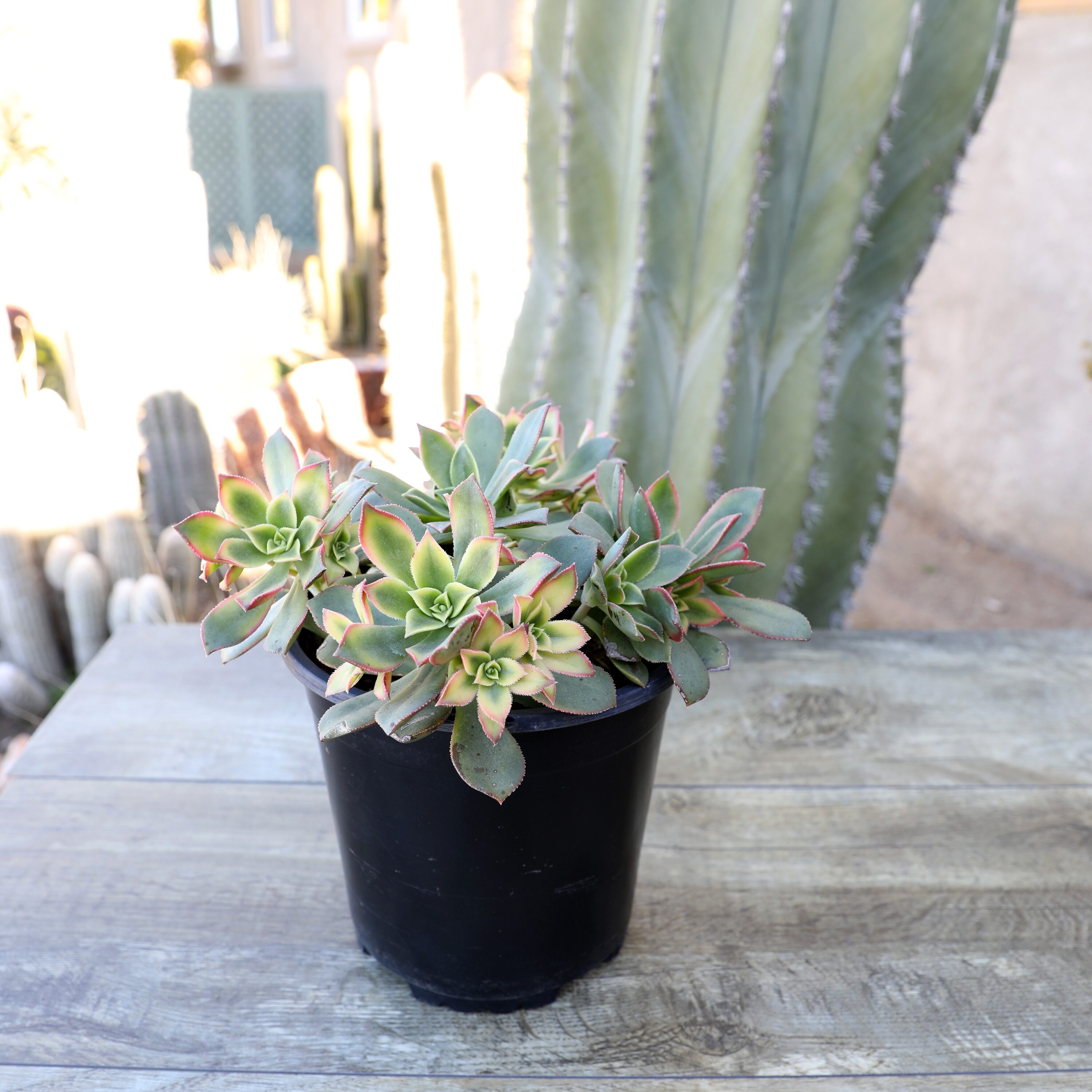 Altman Plants 0880120 Cacti-Succulents - View #9