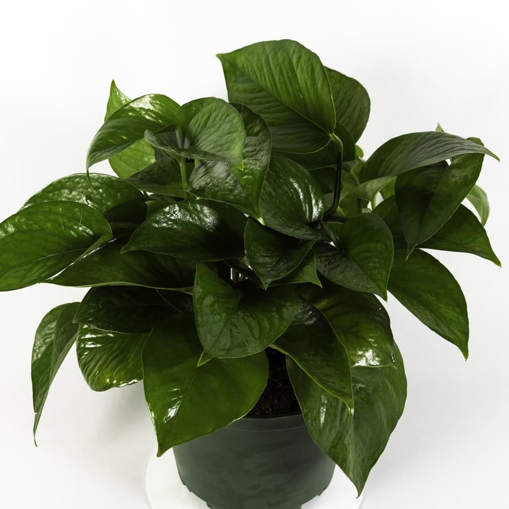 Beautiful Golden Pothos~Large 3 Shipped in Pot~Tropical Vining Houseplant BOGO