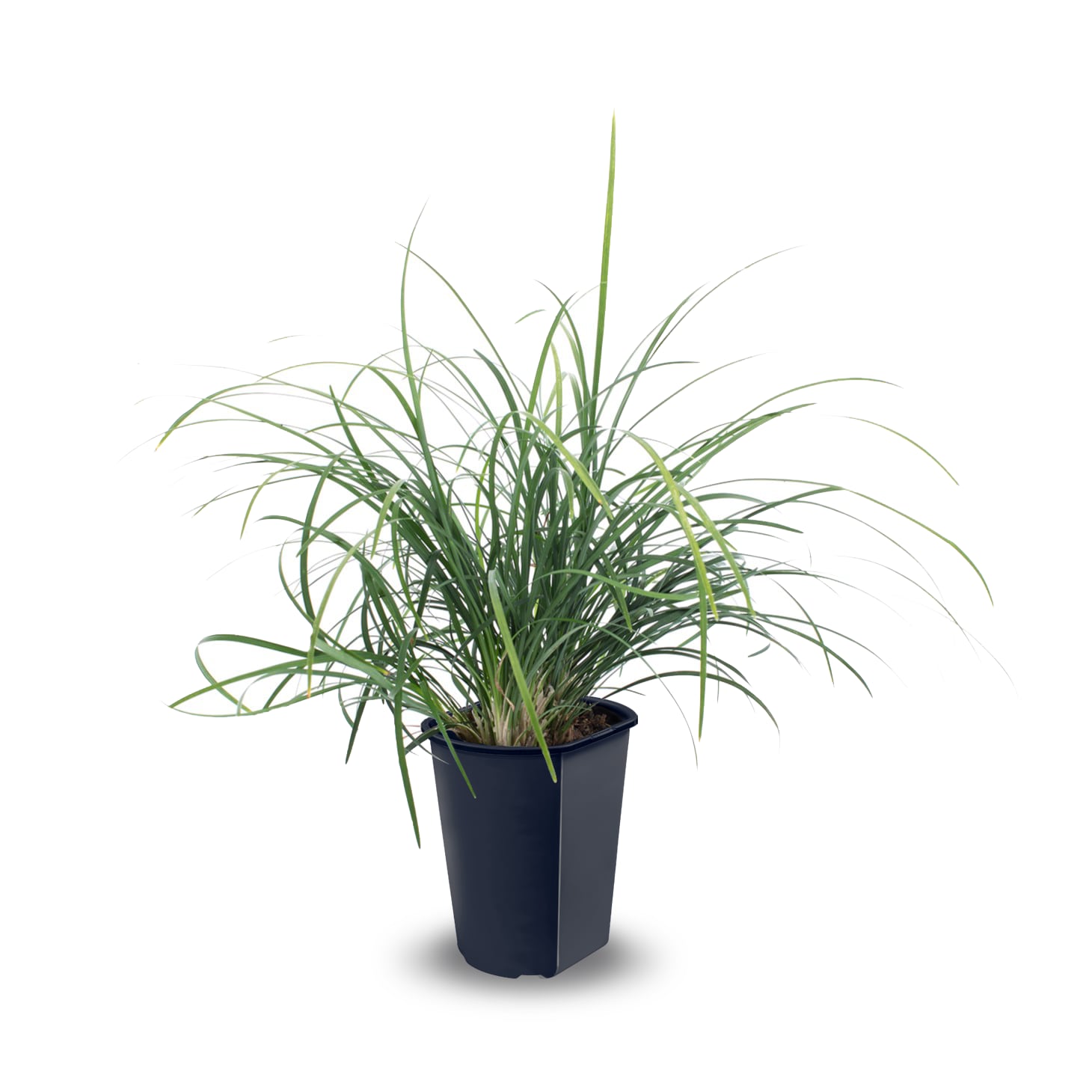 Lowe's 52060 Multicolor Dwarf Mondo Grass Plant in 2 -Quart Pot 1 -Pack