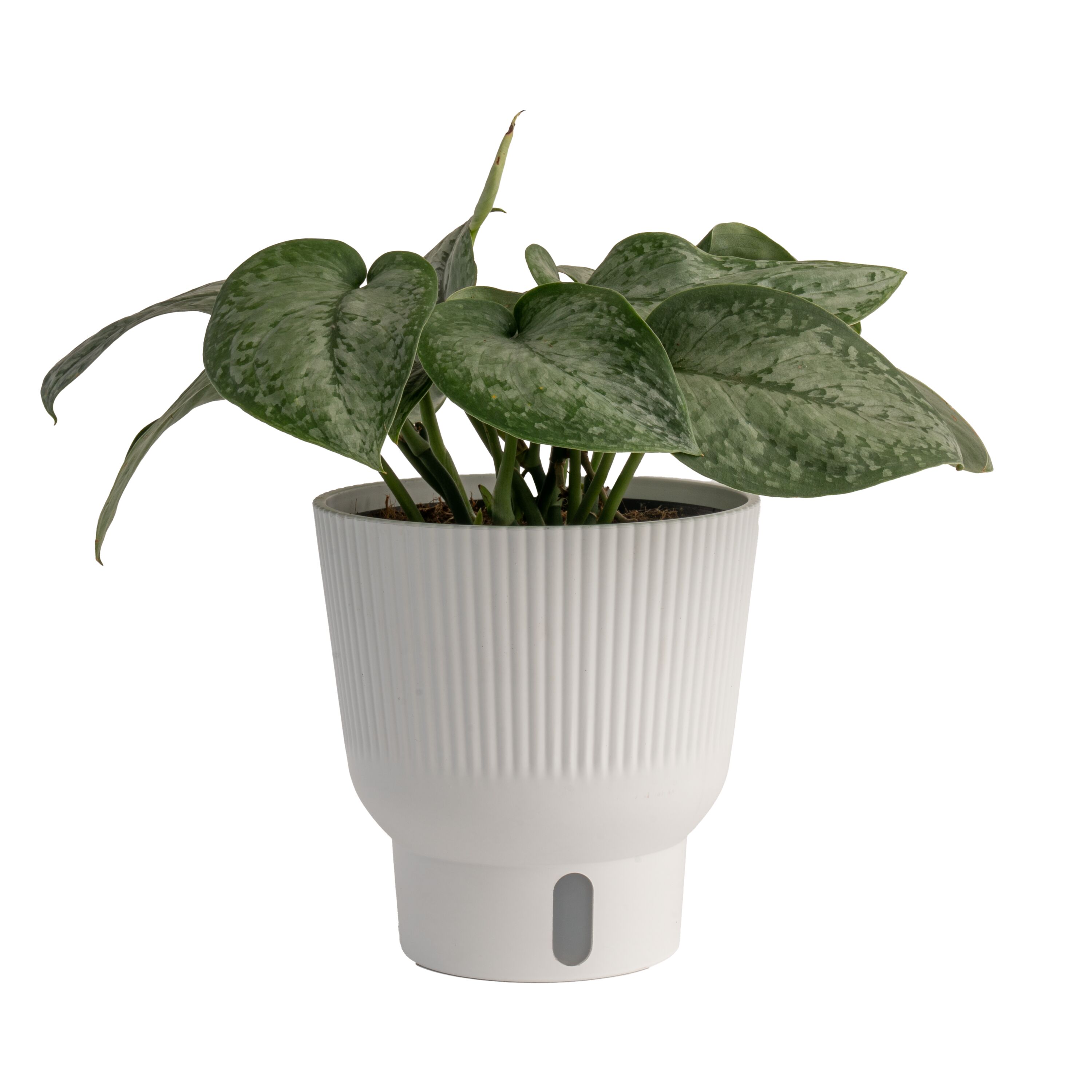 Costa Farms 5991768 Trending Tropicals Scindapsus House plant in 1.4 Quart(s) Self-watering pot 1 -Pack