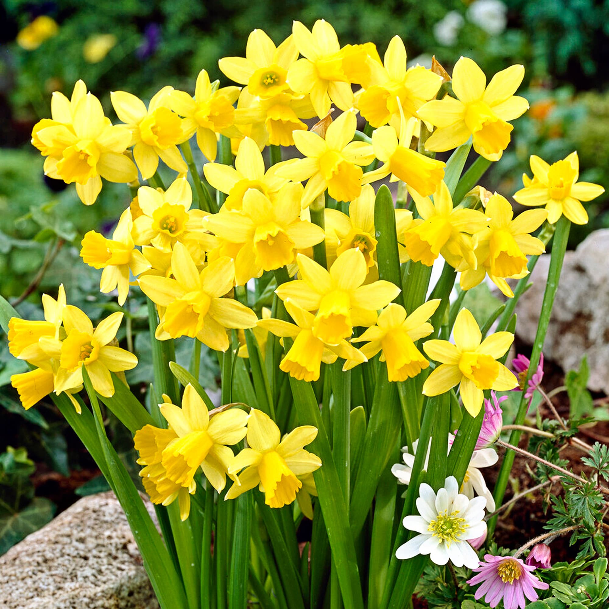 Garden State Bulb ECF-100-50-02 Yellow Tete-a-Tete Daffodil Bulbs 50 Count