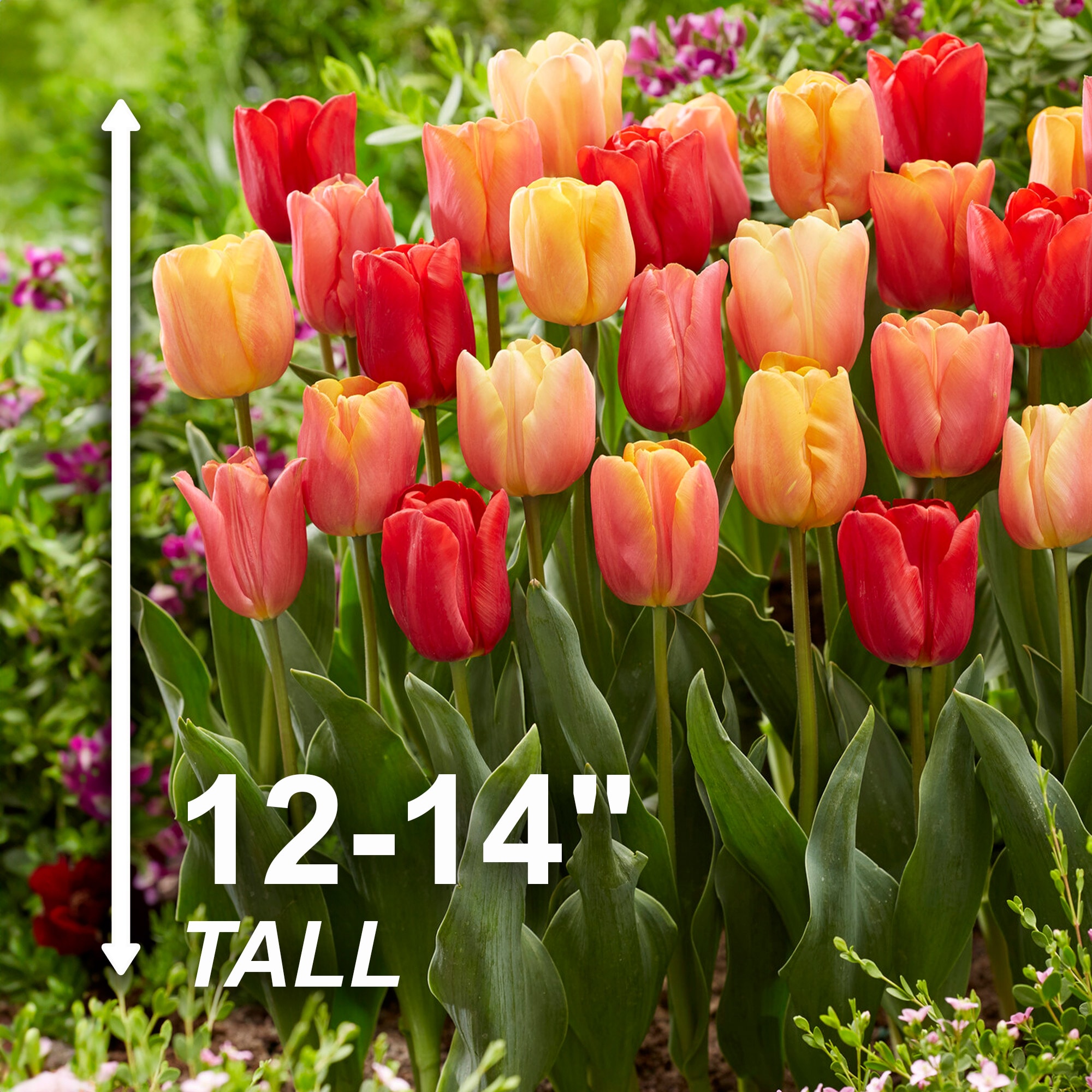 Garden State Bulb ECF-76-50-02 Plant-Bulbs - View #3