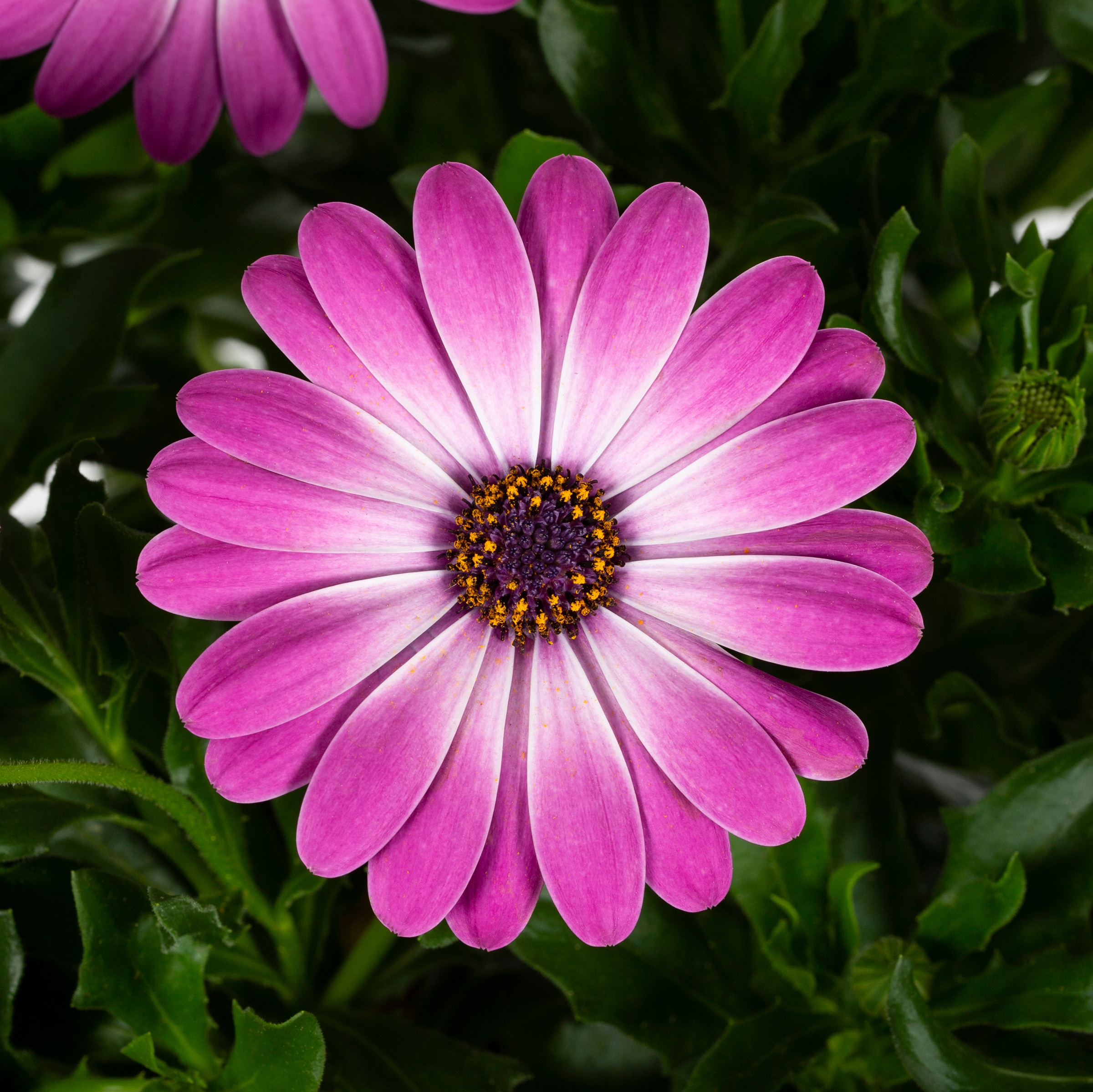 Lowe's 571687 annuals - View #2