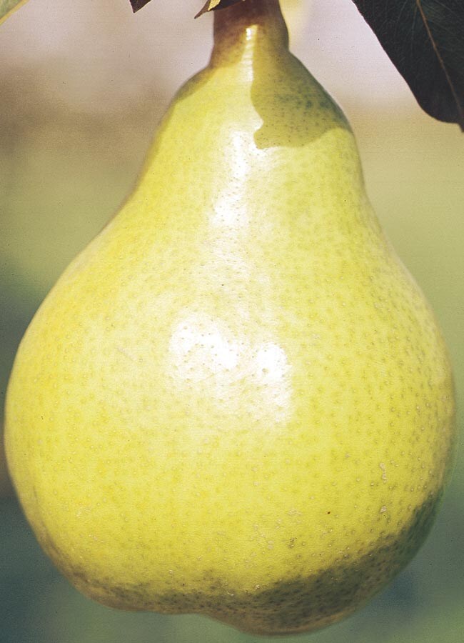  NURSERY Bartlett Ultra-dwarf Pear Tree