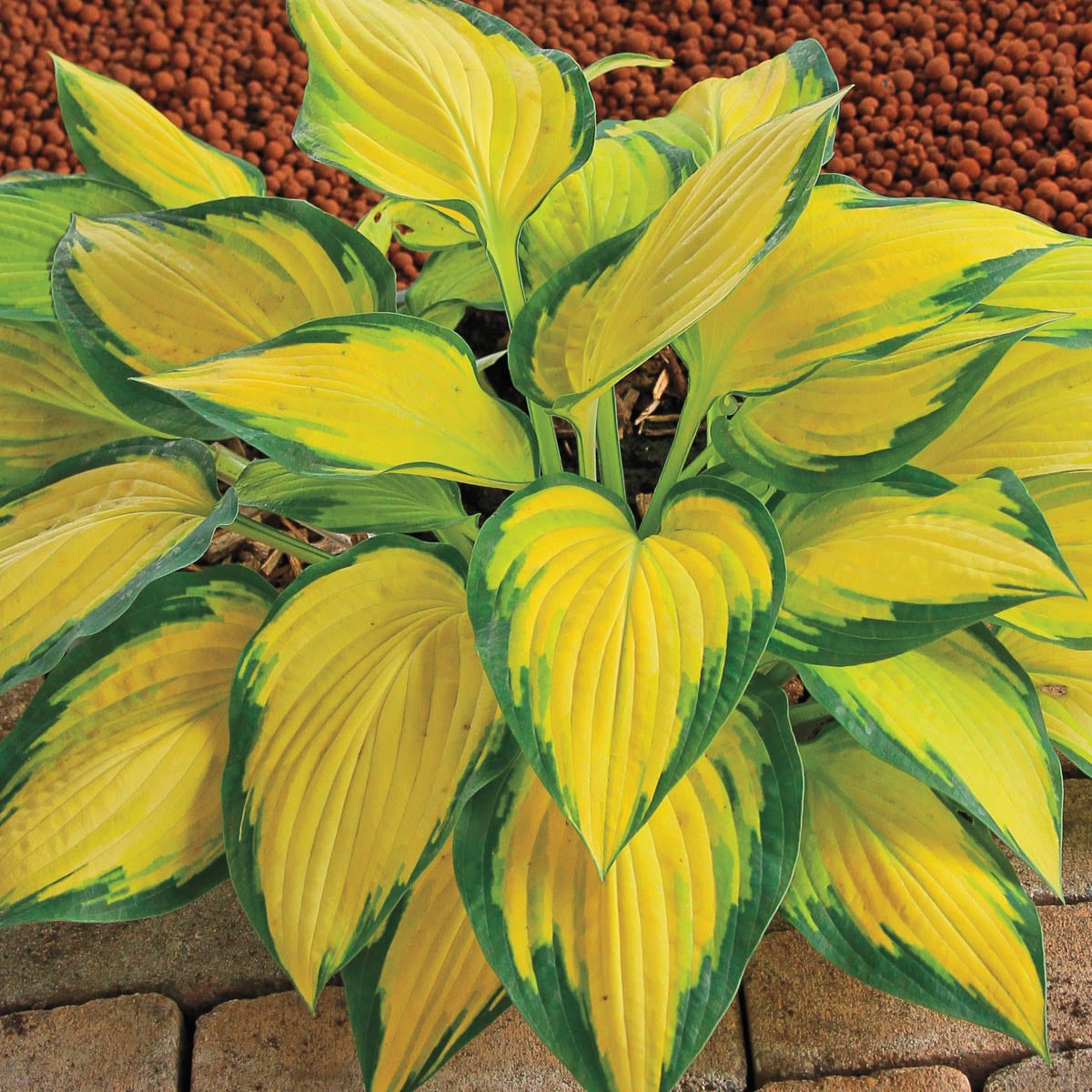 Spring Hill Nurseries 93905 perennials - View #3
