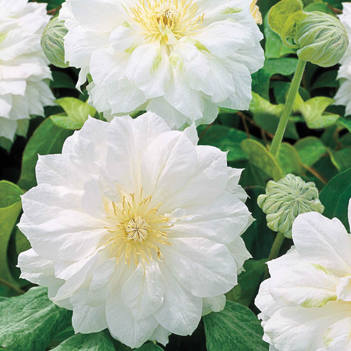 Spring Hill Nurseries 89142 perennials - View #3