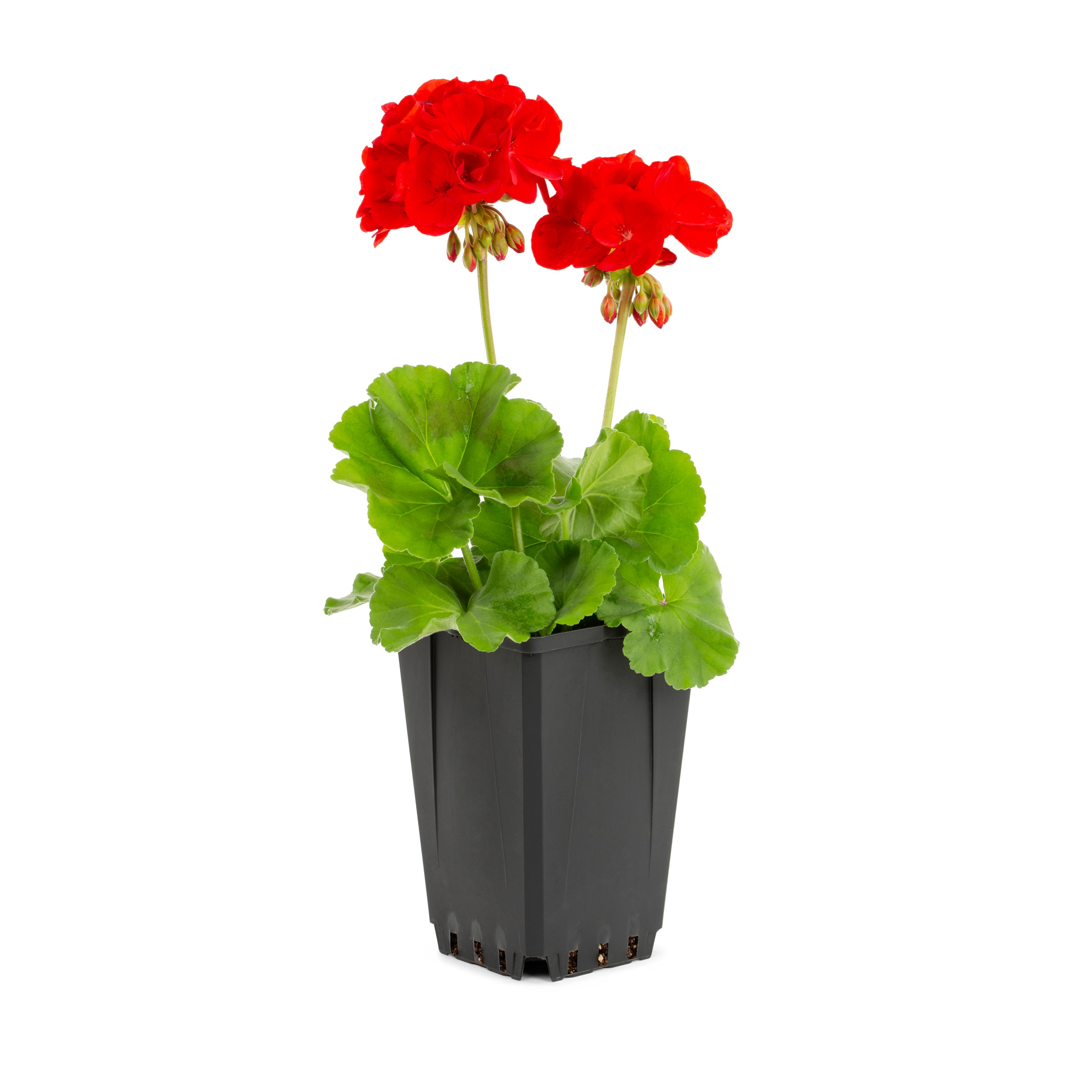 Lowe's Multicolor Geranium in 1-Quart Pot in the Annuals department at ...