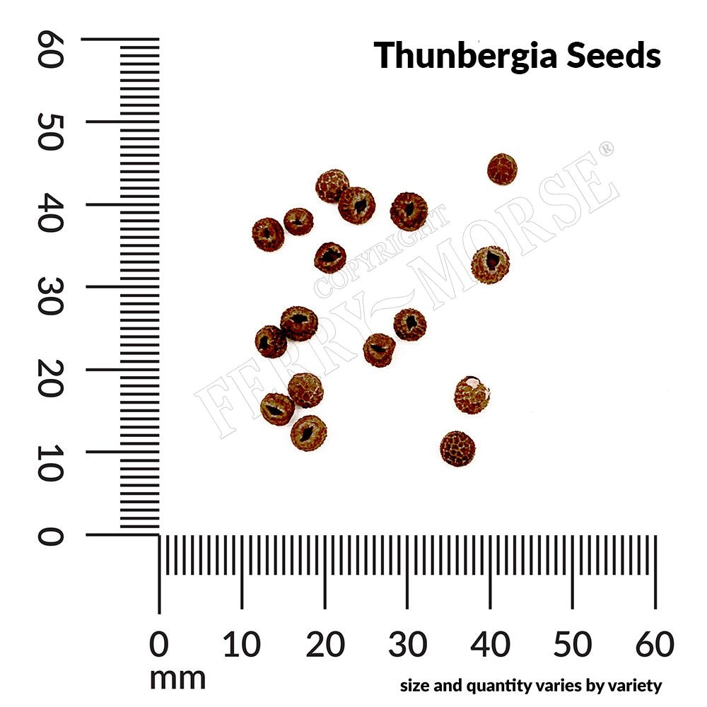 Ferry-Morse LC25.6621 seeds - View #4