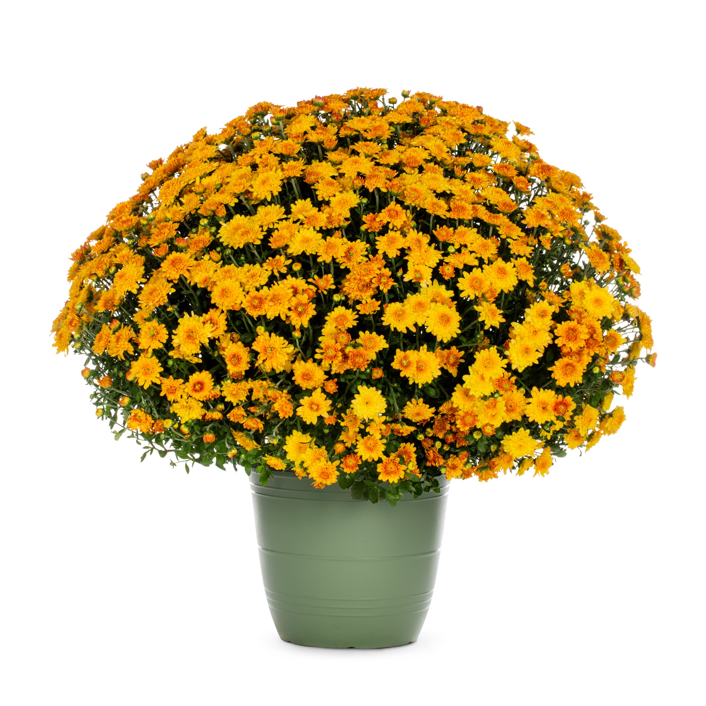 Lowe's NURSERY Orange Mum in 1.75-Gallon Planter
