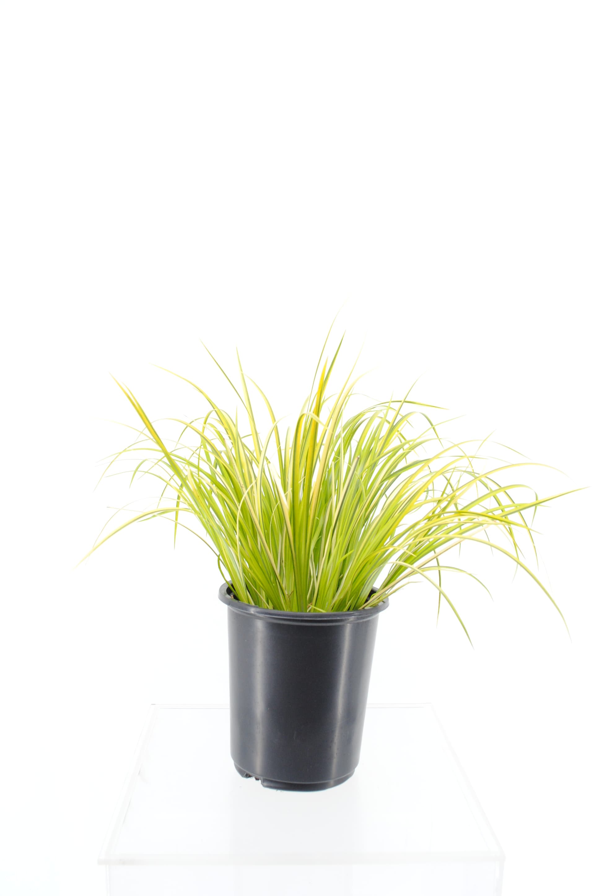  1469 Golden Sweet Flag Plant in -Quart Pot 1.0 -Pack