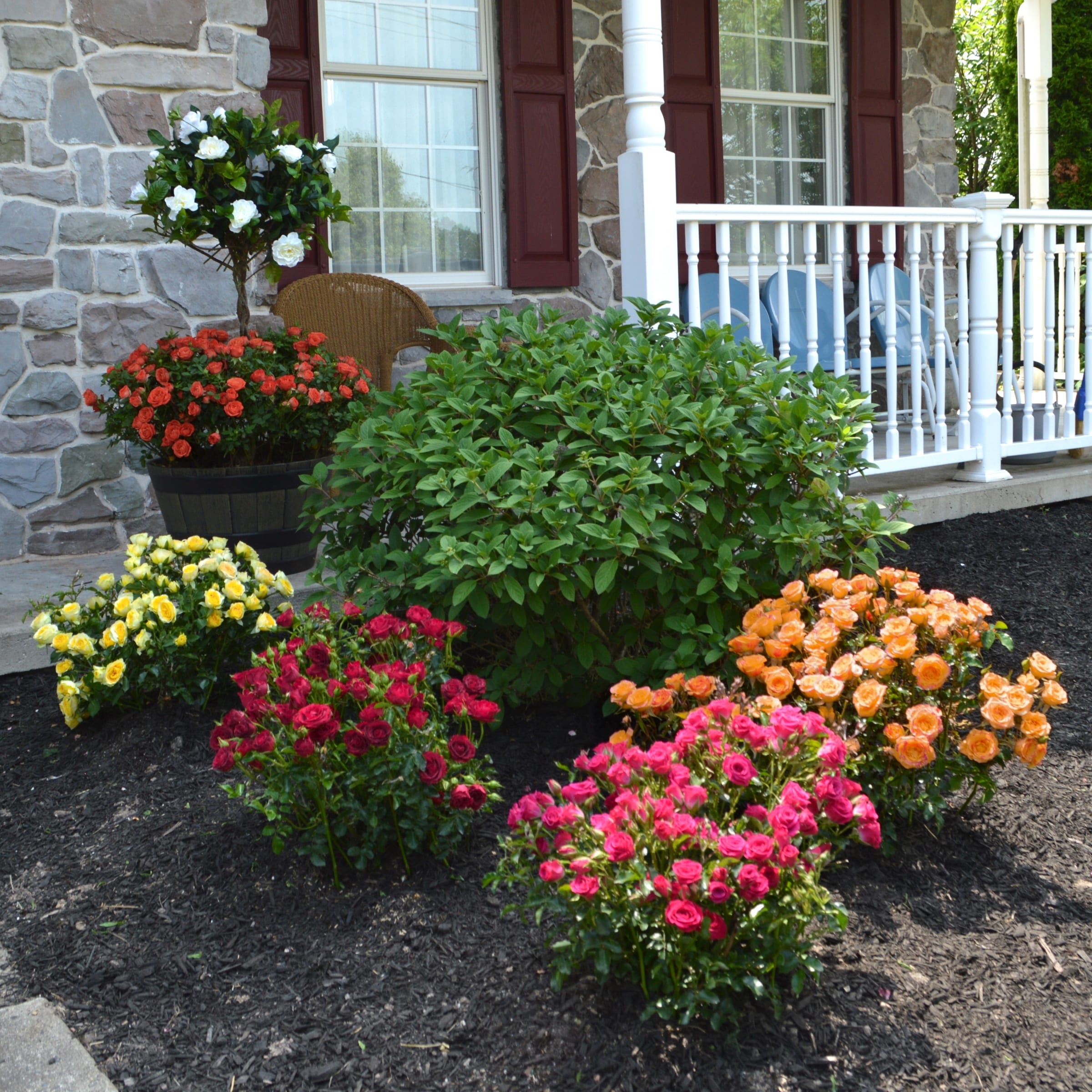National Plant Network LW1782 roses - View #5