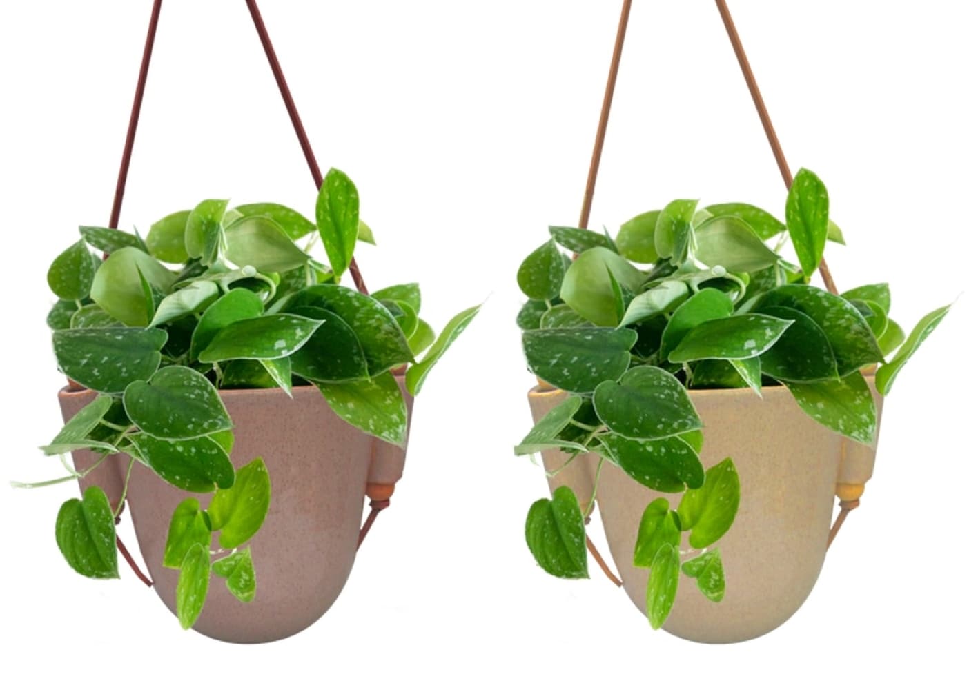 LiveTrends Kira House Plant in 12-oz Hanging Basket ASB07663