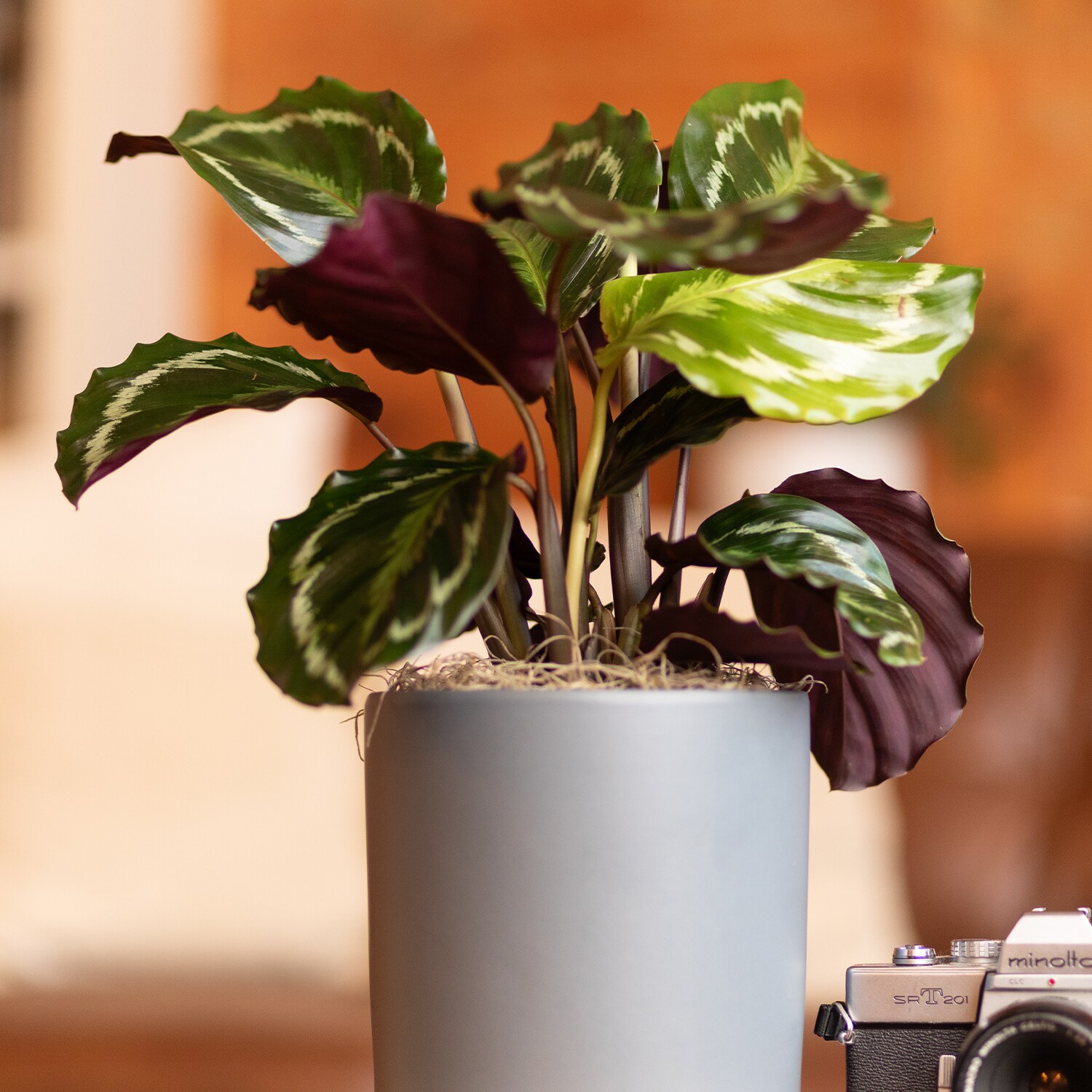 Altman Plants 0881602 hseplants - View #4