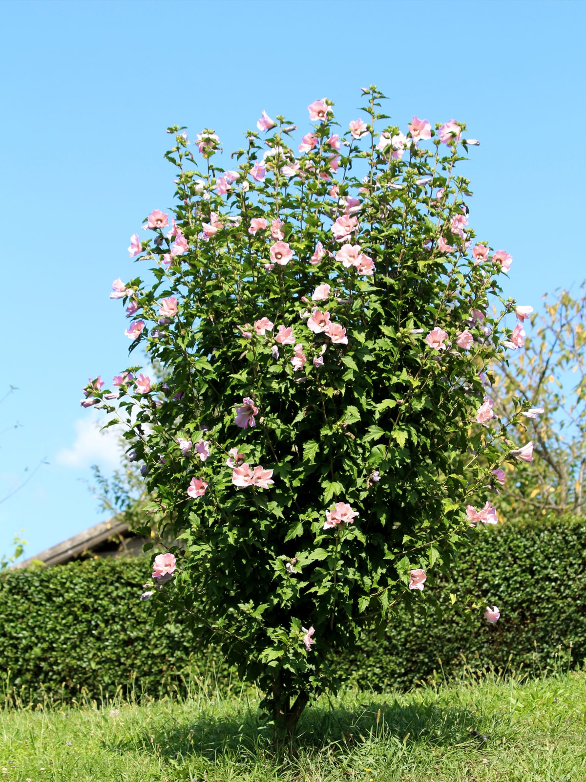 Pink Rose of Sharon - 1 factory Gallon - Shrub Althea, 3'-4' tall