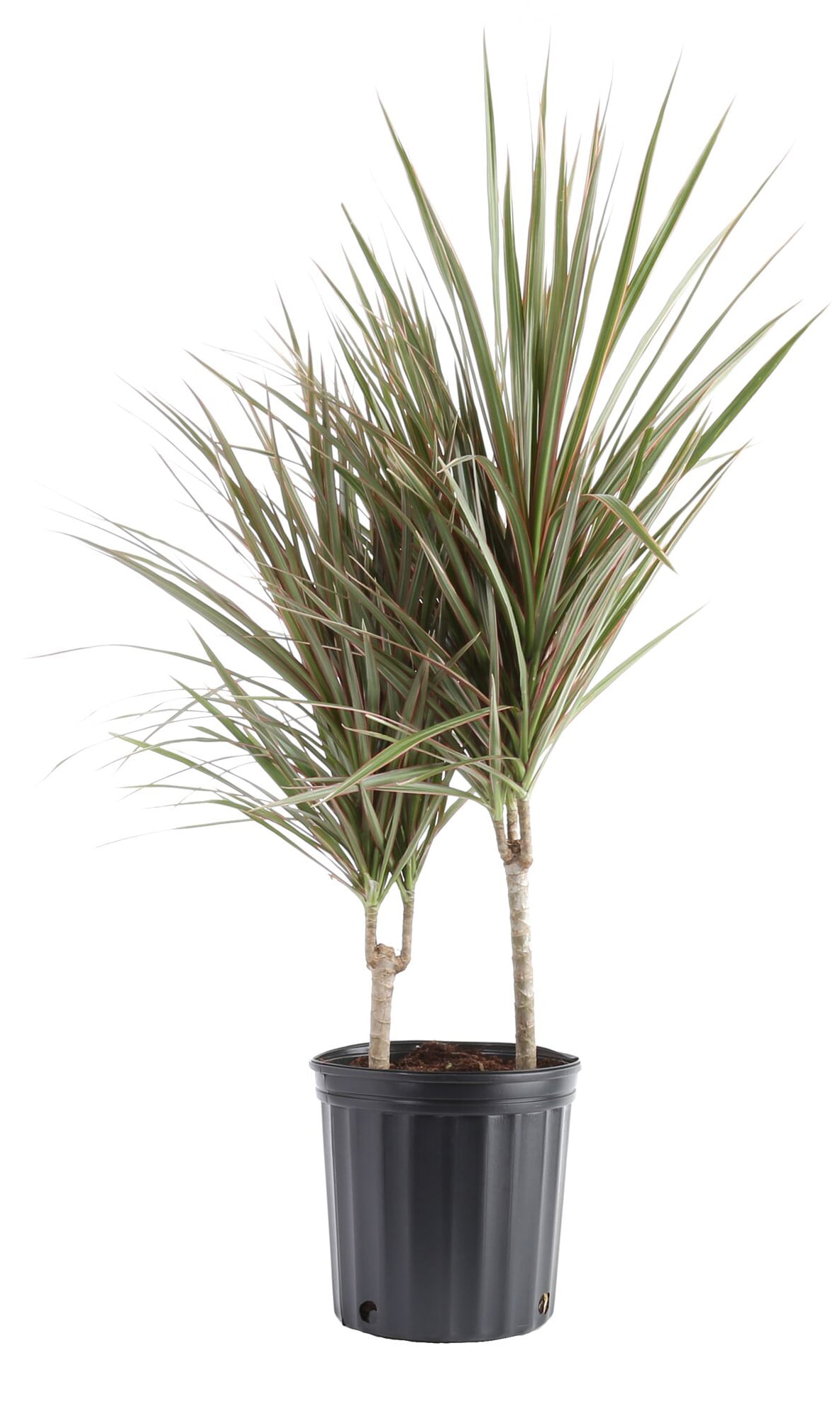 Lowe's 471448 Dracaena House plant in 1.72 Gallon(s) Planter 1 -Pack