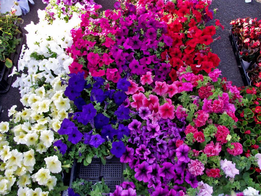 Lowe's NURSERY Multicolor Petunia in 6.0 -Pack Tray 1.0 -Pack