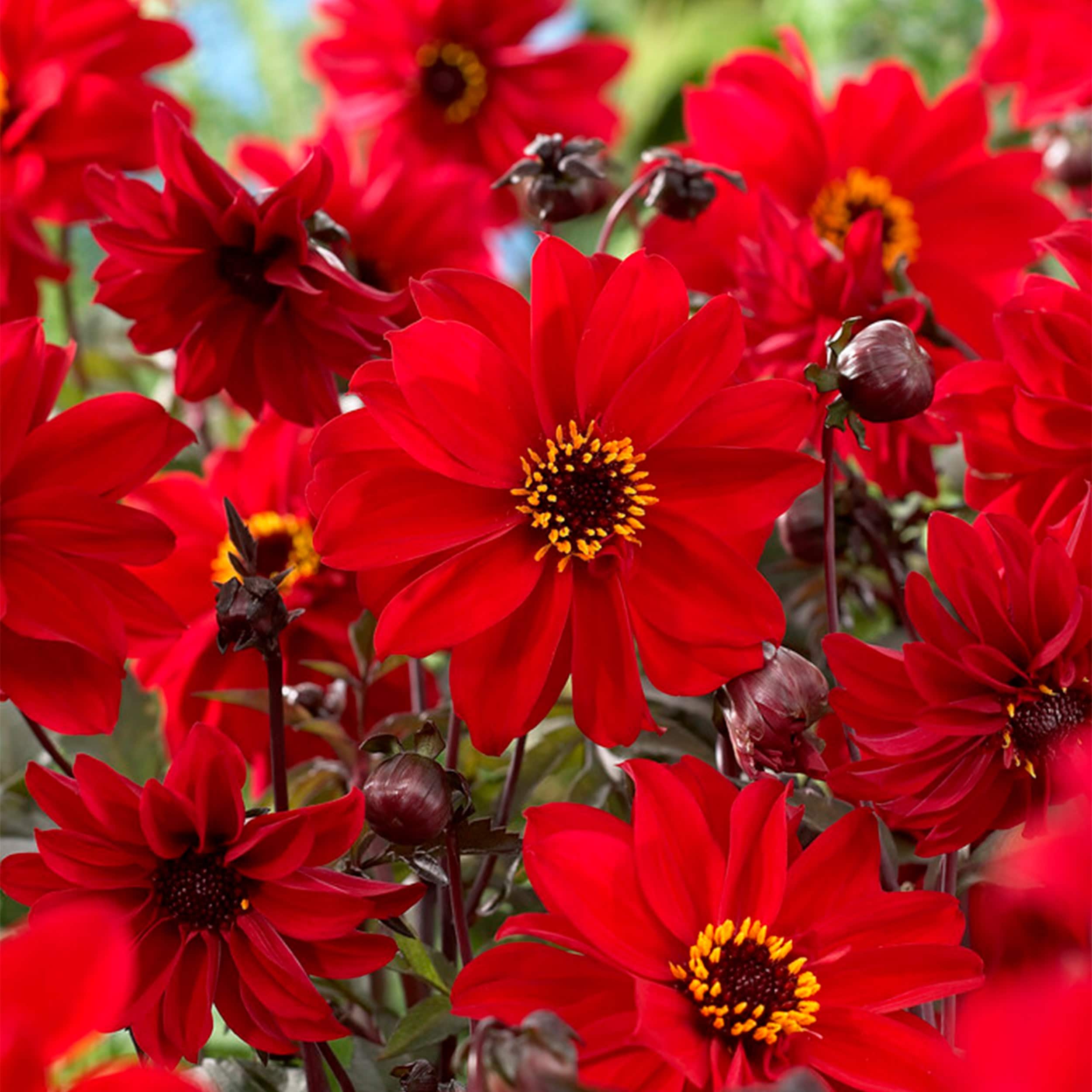 Garden State Bulb ECS-67-08-02 Red Bishop Of Llandaff Dahlia Flower Bulbs 8 Count