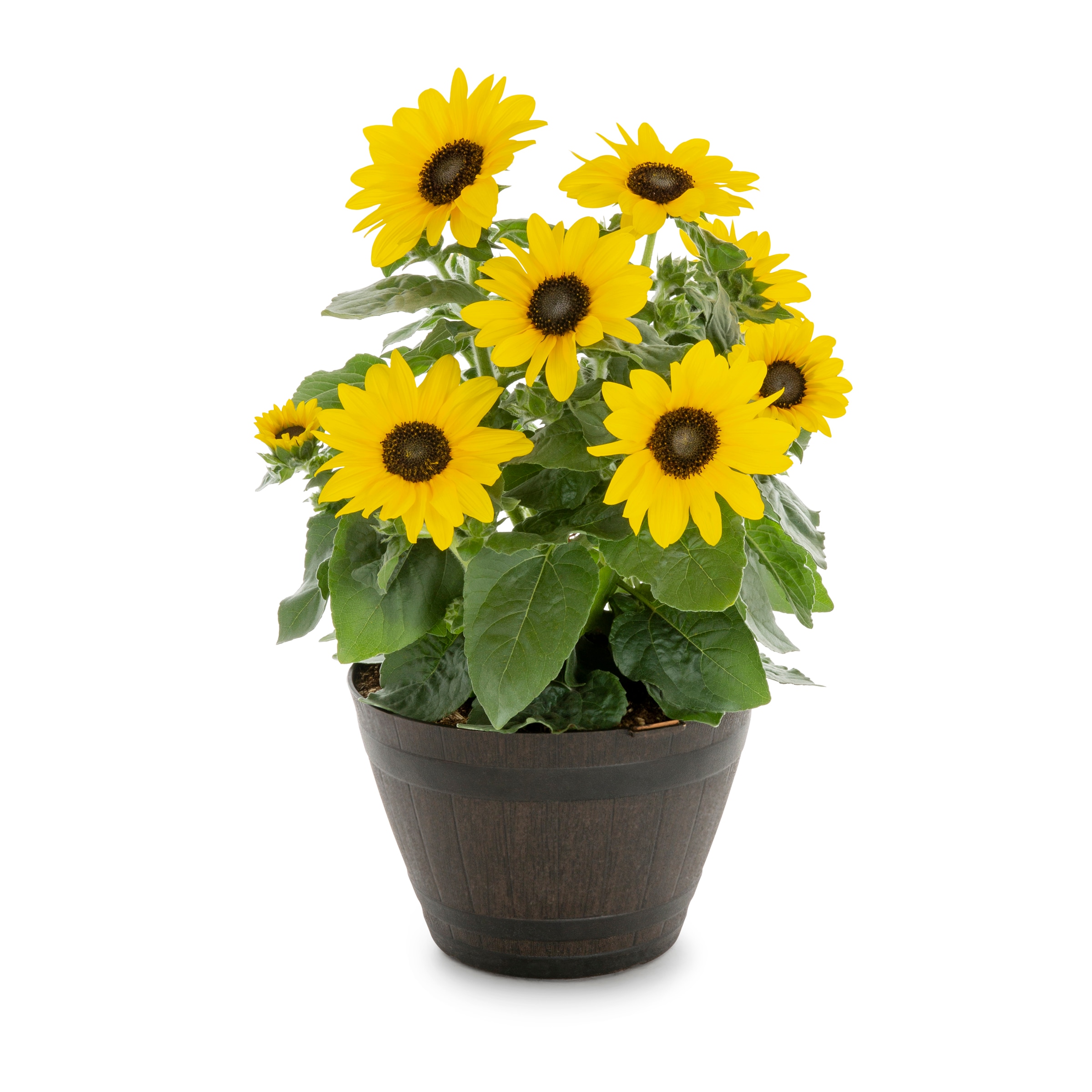 Lowe's 2502599 Multicolor Sunflower in 1.15 Inch(es) Pot 1 -Pack