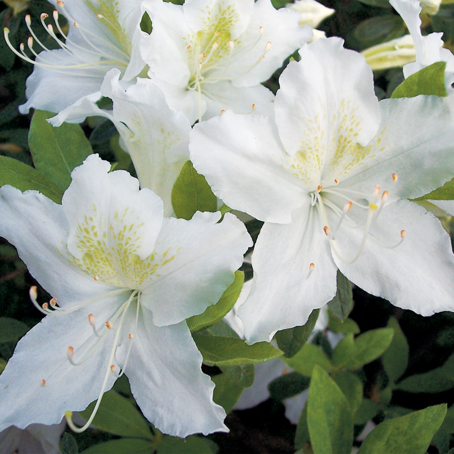 Spring Hill Nurseries 96304 Flowering Snow Azalea Flowering Shrub in 2.5 -Quart Pot 1 -Pack ,White Blooms