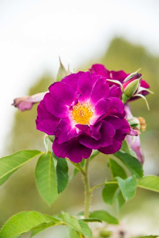 Spring Hill Nurseries 97667 roses - View #4