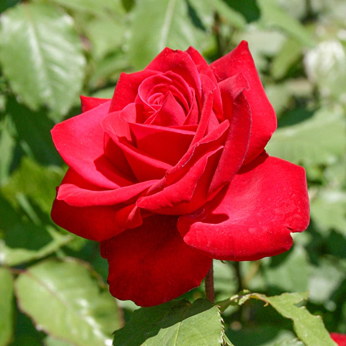 Spring Hill Nurseries 85789 roses - View #3