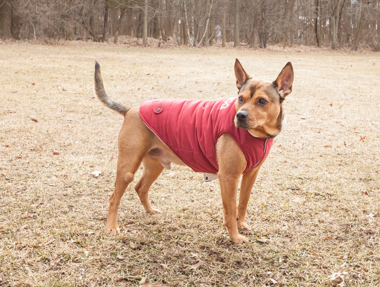 Touchdog JKTD9PKLG Dog-Apparel - View #7
