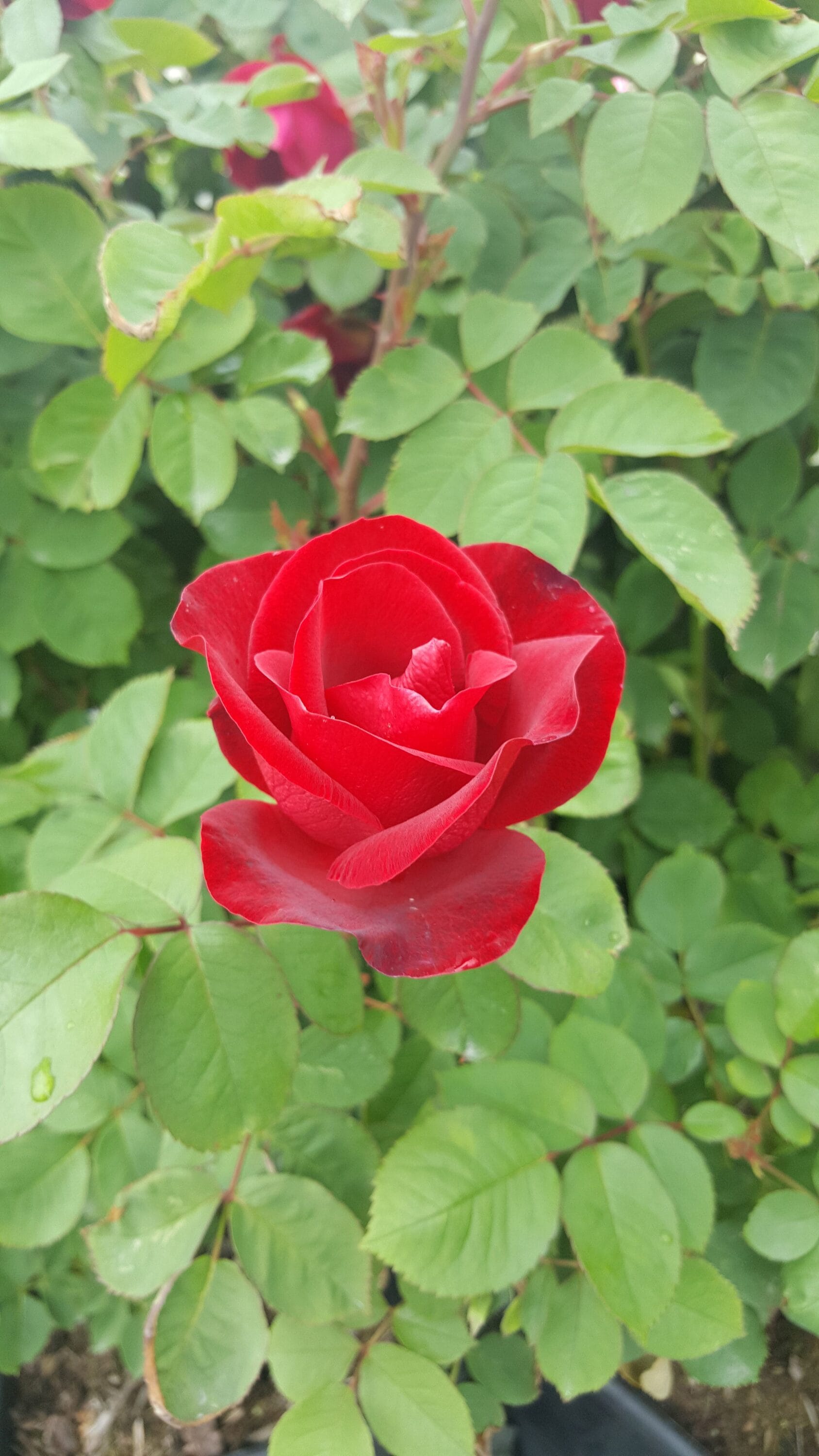 Roses by Pan Am CR-2100-LO roses - View #2
