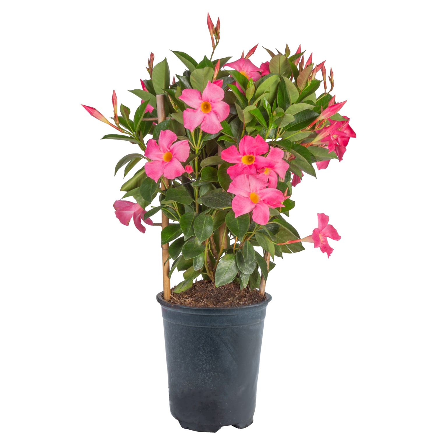 Mandevilla Trellis Plants, Bulbs & Seeds at Lowes.com