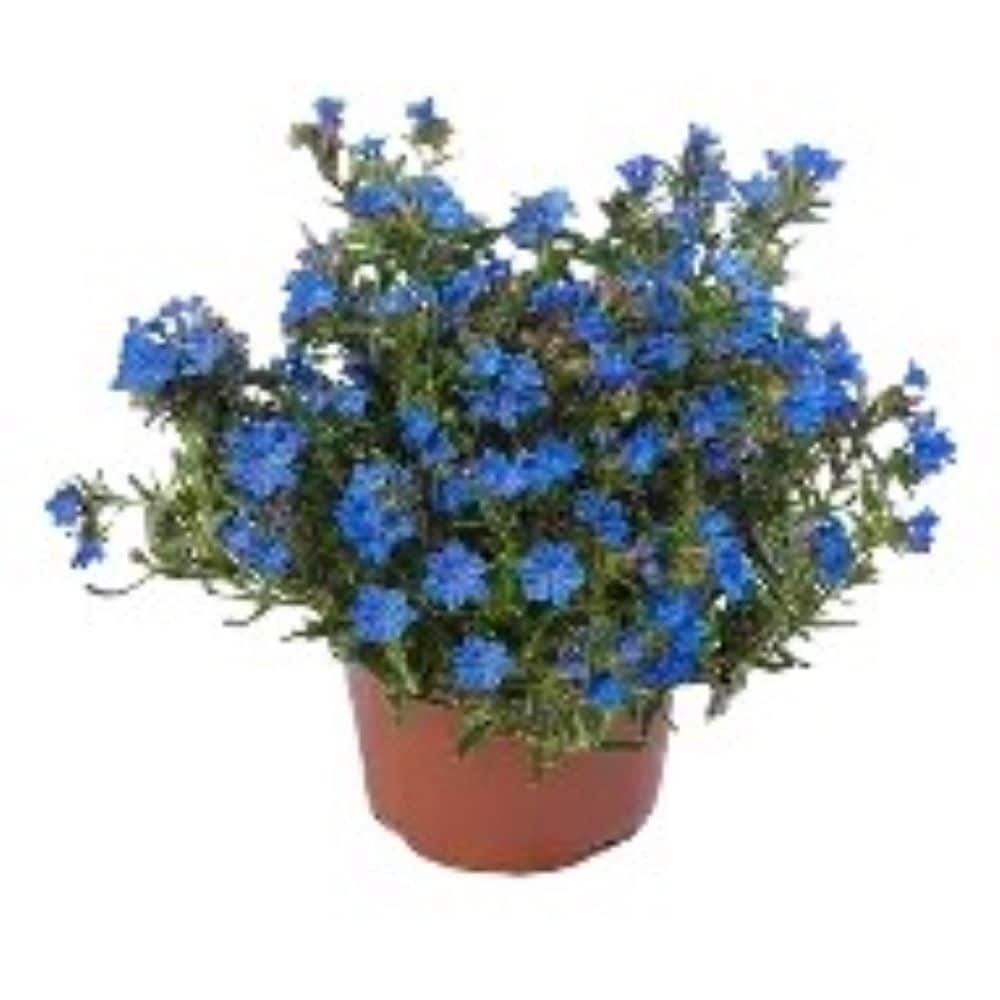 2.00-QT LITHODORA TIDEPL SKY BL M