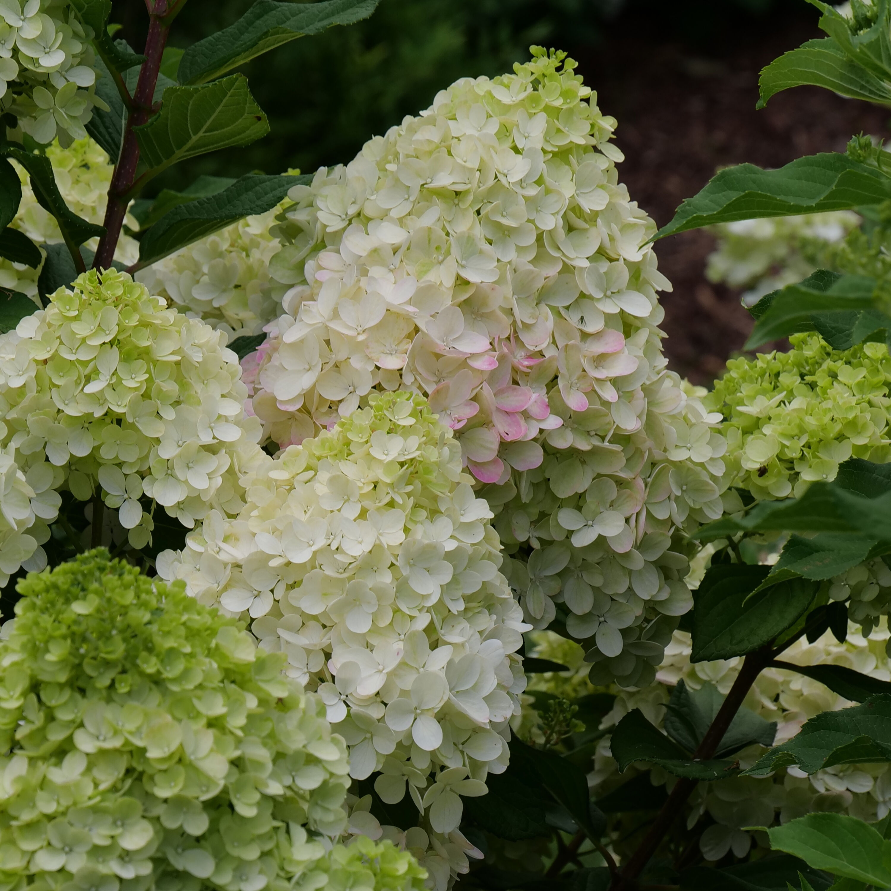Proven Winners HYDPRC1217800 shrubs - View #2