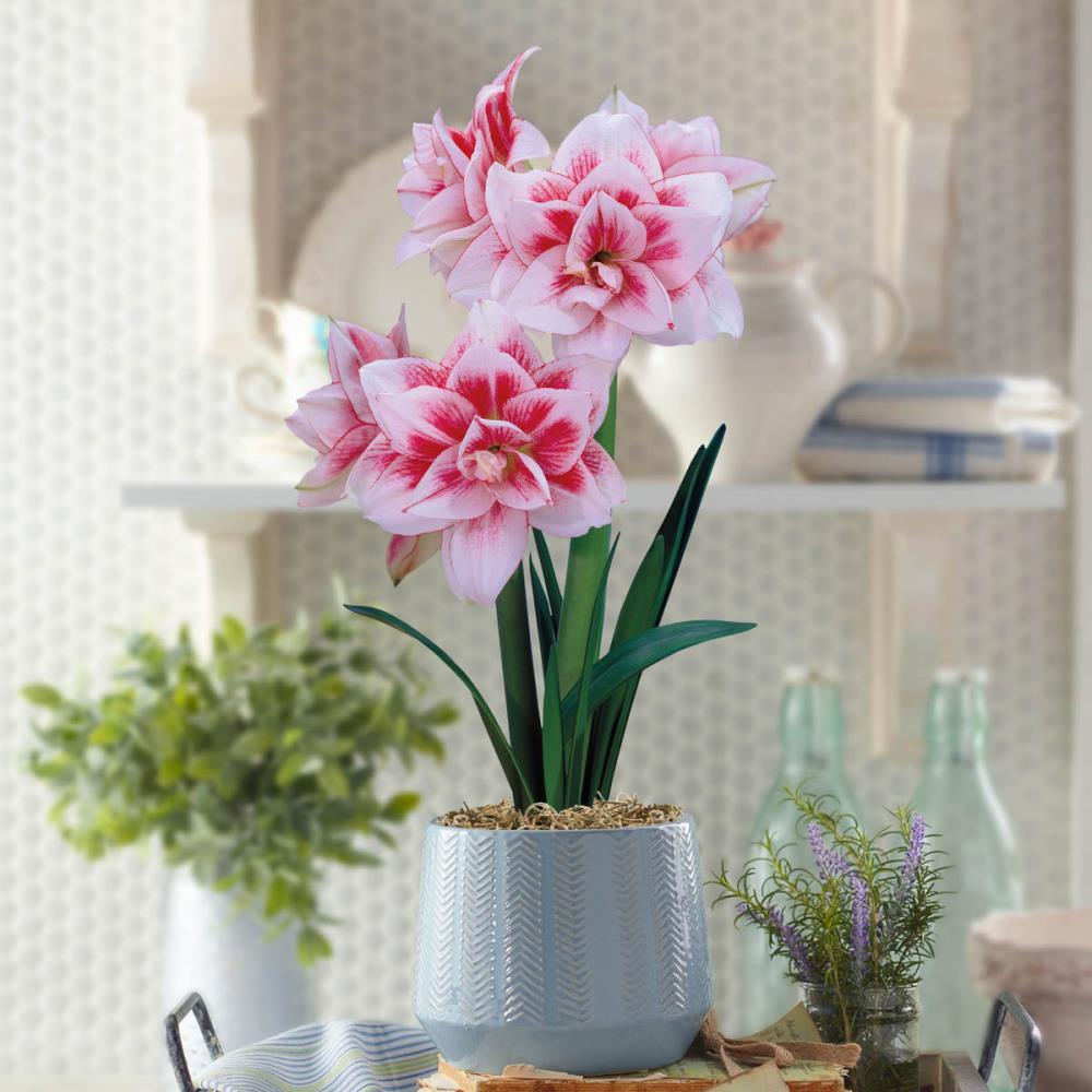 Breck's Multicolor Elvas Amaryllis Gift Set in 6-in Ceramic Pot in the ...