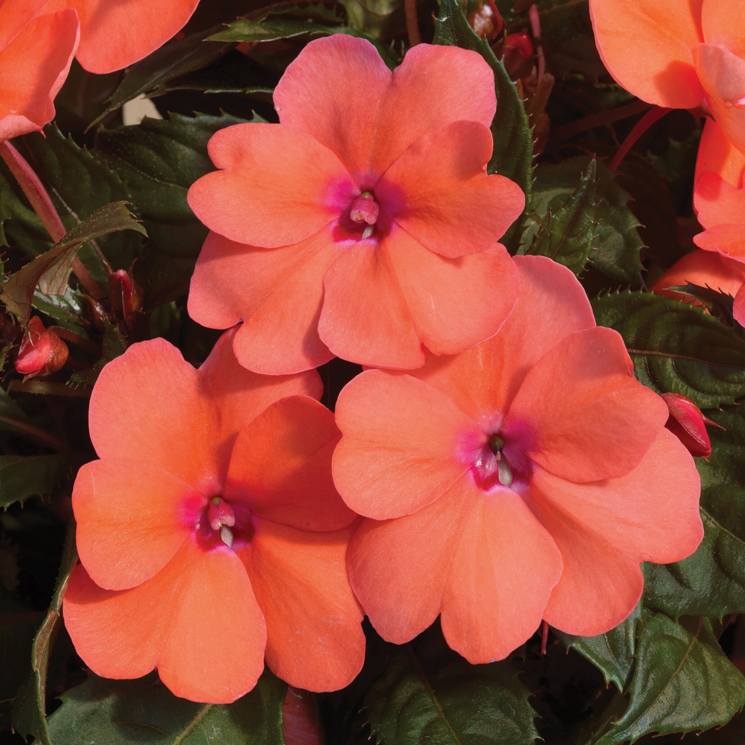 National Plant Network LW1555 annuals - View #7