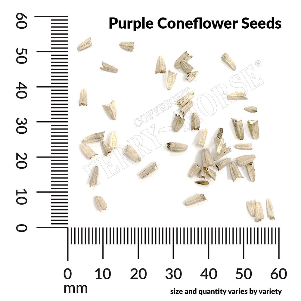 Ferry-Morse LC25.5611 seeds - View #4