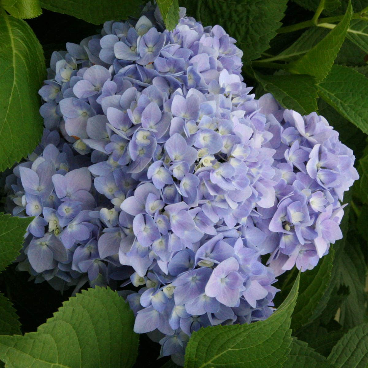 Spring Hill Nurseries Multicolor Flowering Bloomstruck Es Hydrangea ...