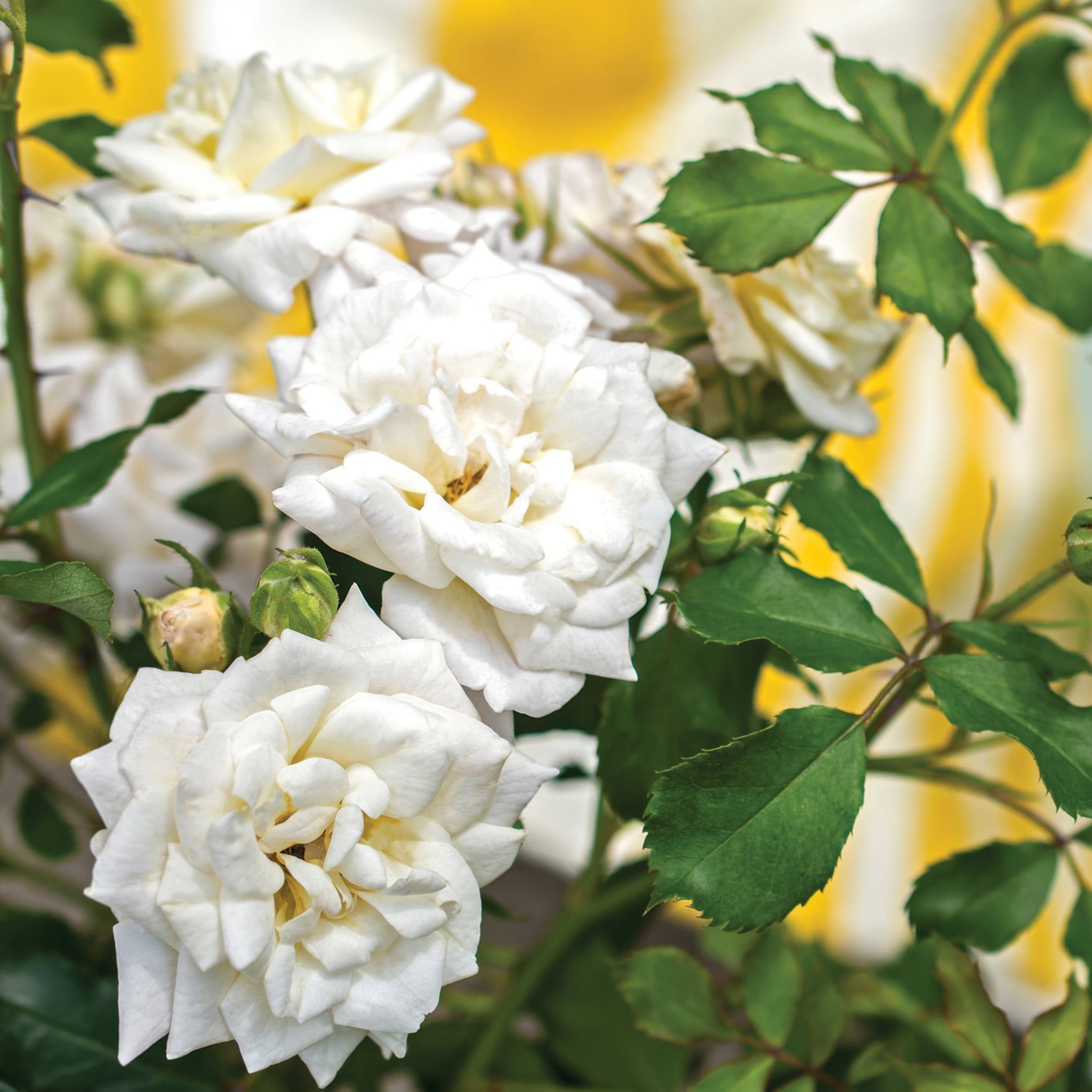 National Plant Network LW1818 roses - View #3