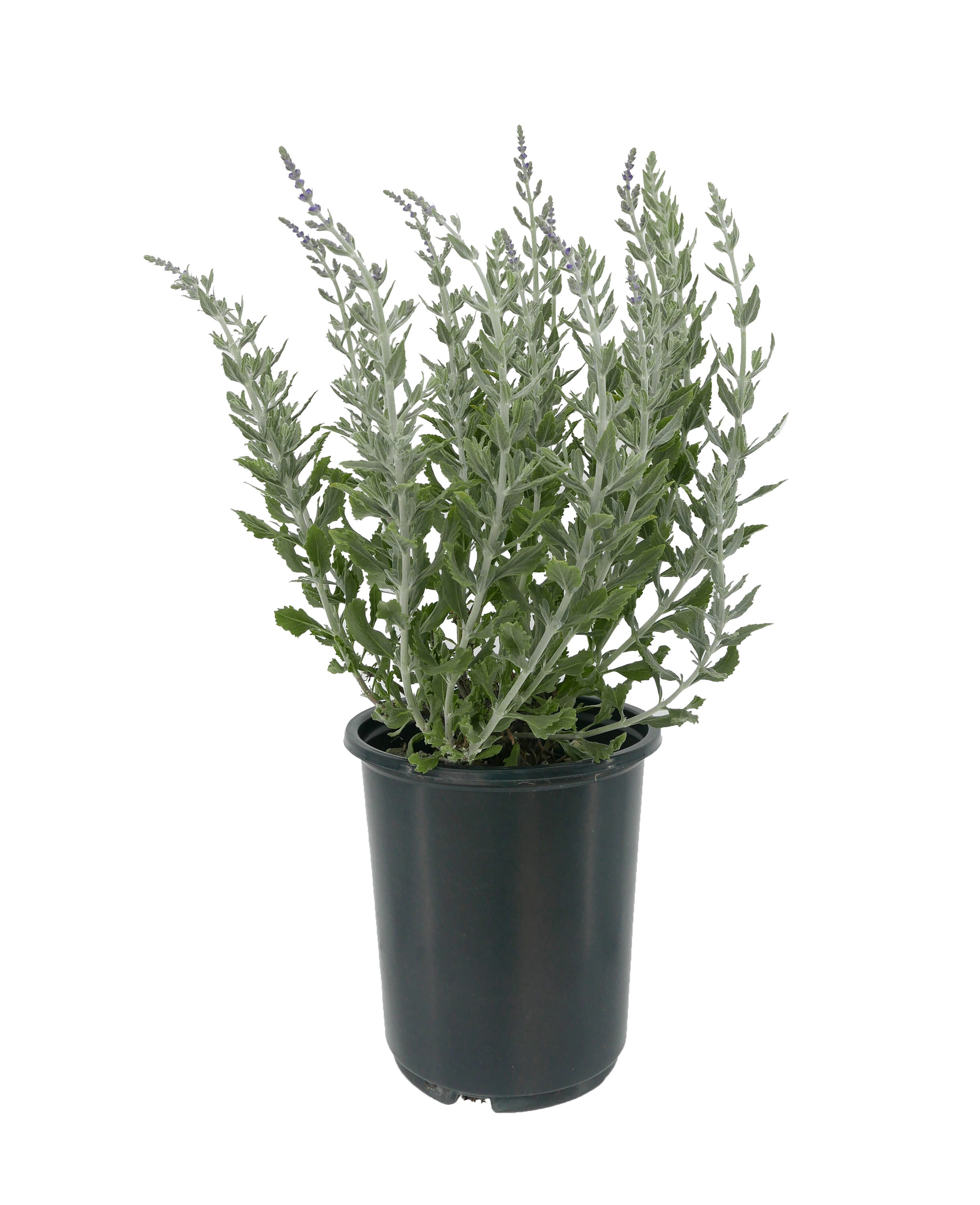 Purple Russian Sage Plant In 25 Quart Pot 4 Pack In The Perennials