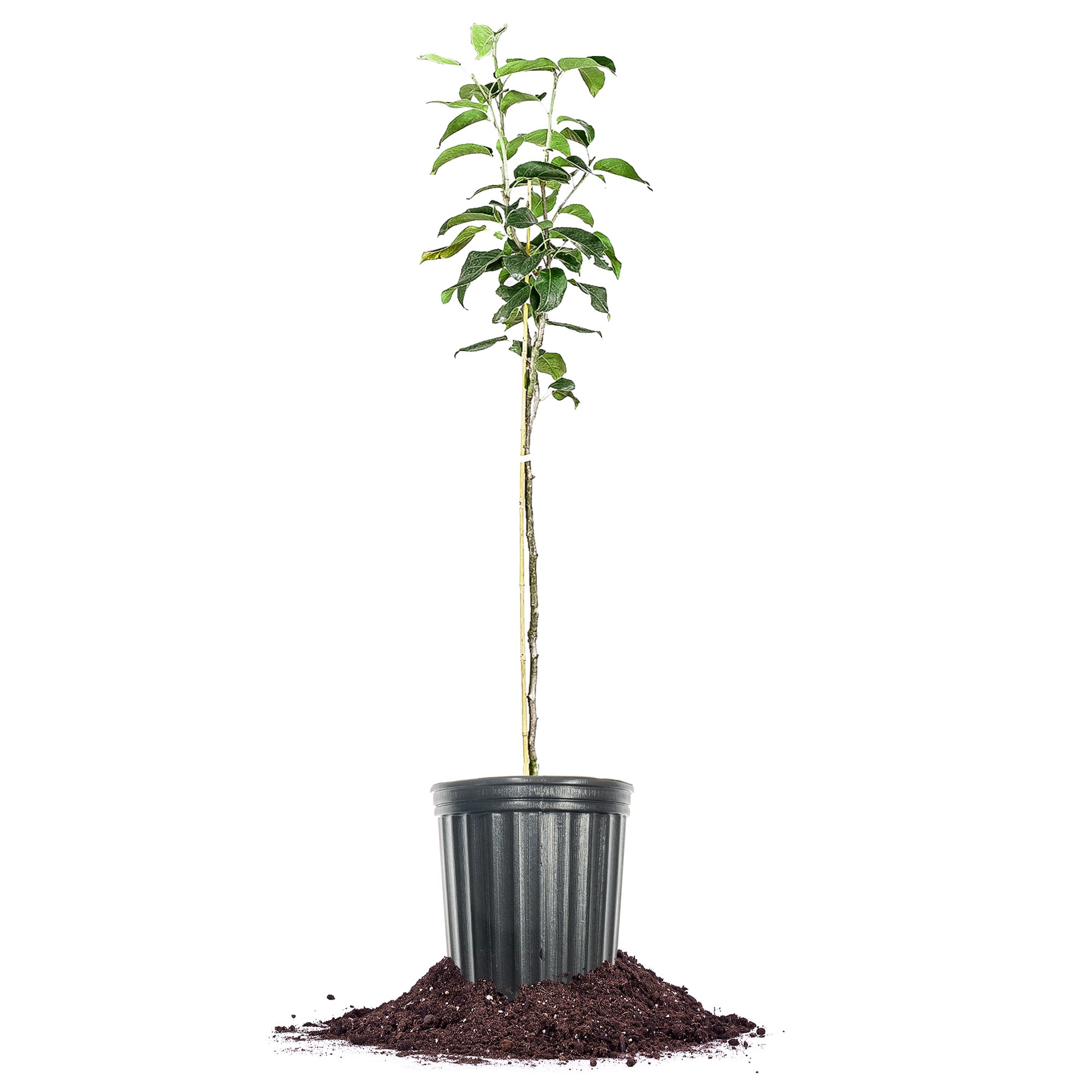 Perfect Plants LOSHINKO5G 5 -Gallon Fruit Shinko Asian Pear In pot (with soil)