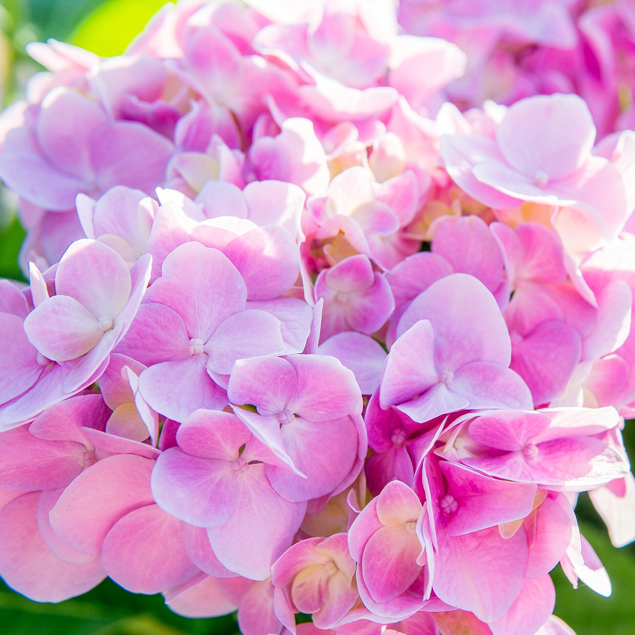 Perfect Plants LOPENNYMCHYDRANGEA1G shrubs - View #5