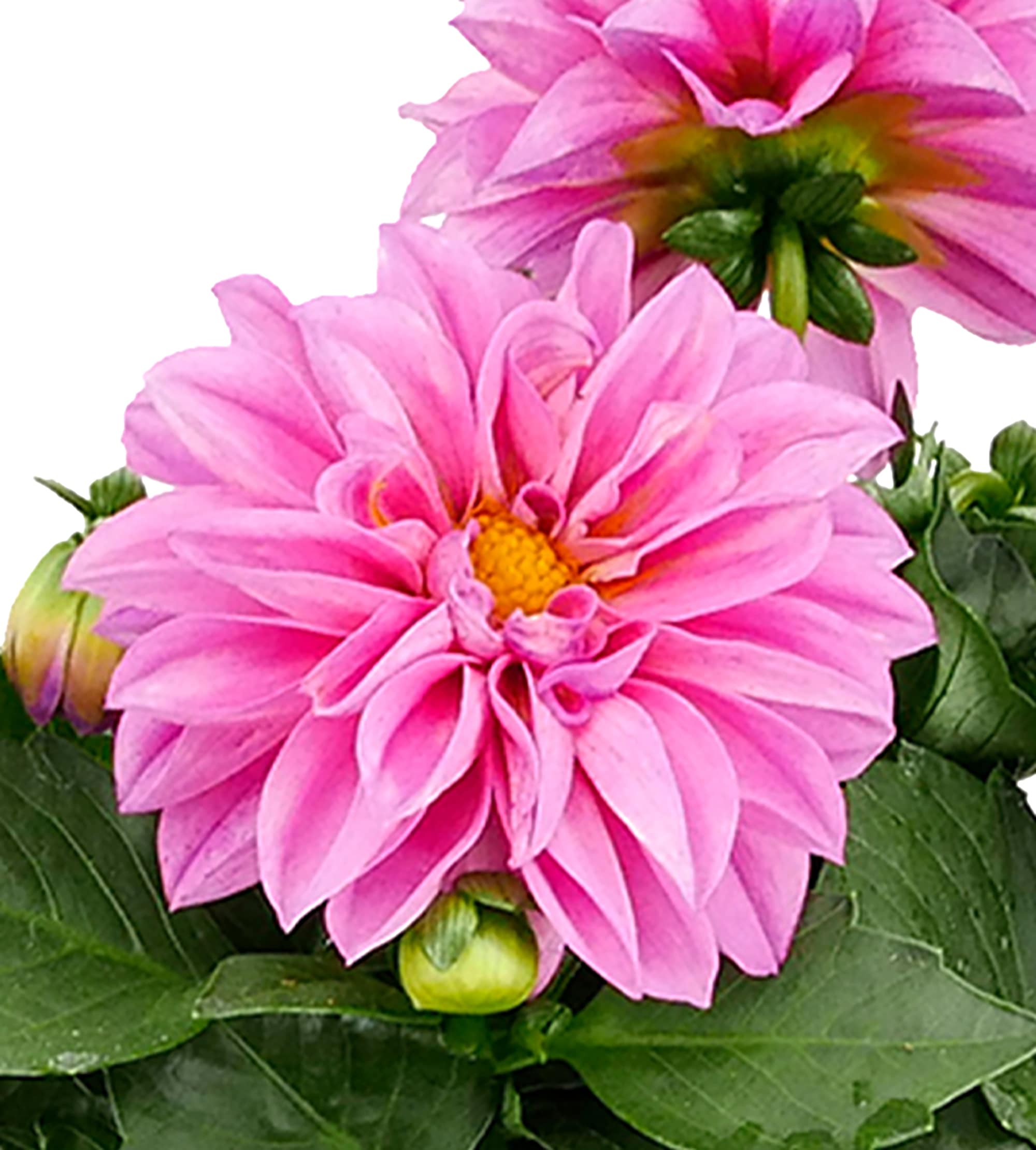  1523 annuals - View #4