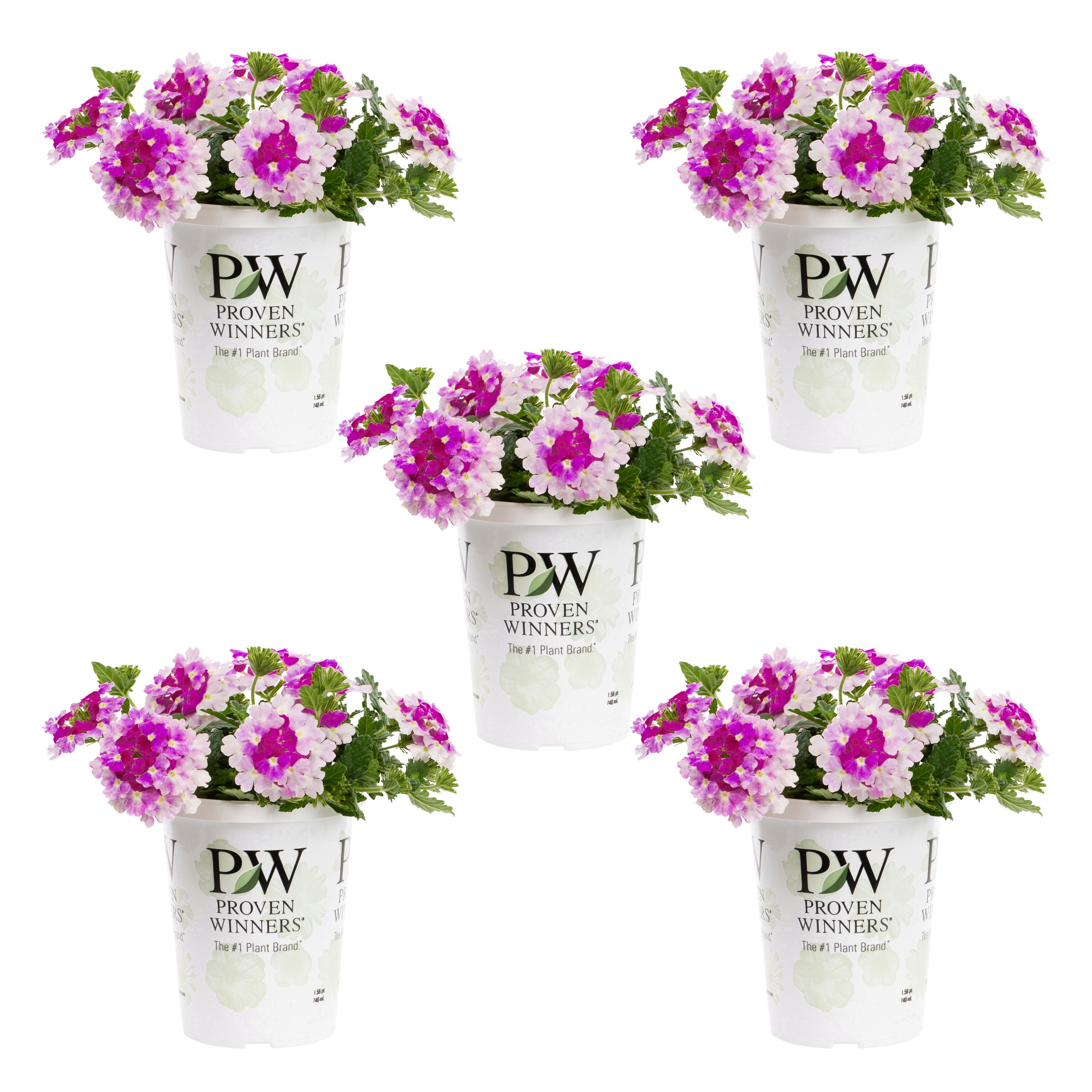 Proven Winners Multicolor Verbena in 1.5-Pint Pot 5-Pack in the Annuals  department at