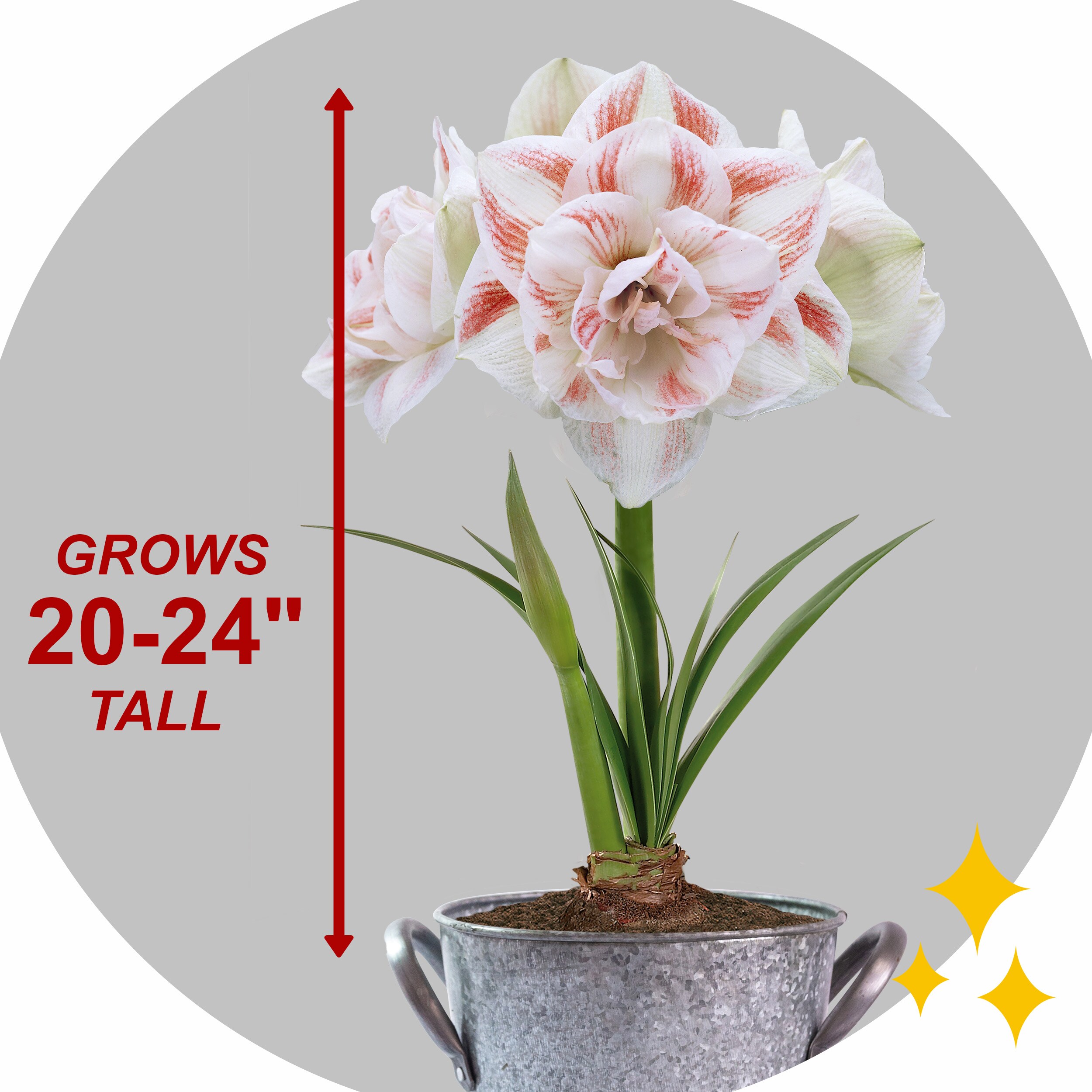 Garden State Bulb ECH-23-01-01 Plant-Bulbs - View #5