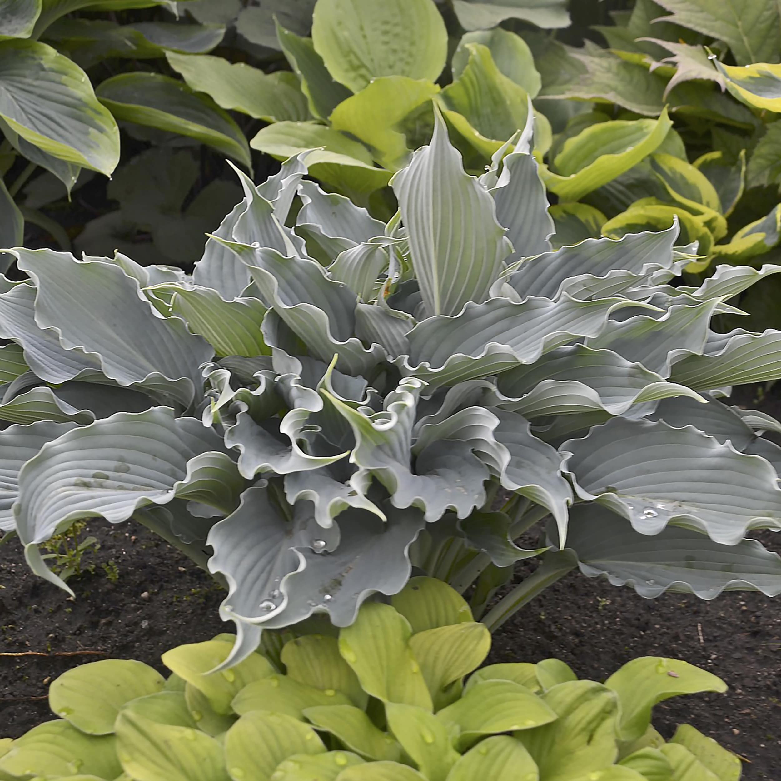 Proven Winners HOSPWP2086102 Purple Shadowland 'Waterslide' Hosta Plant in 1 -Gallon Pot